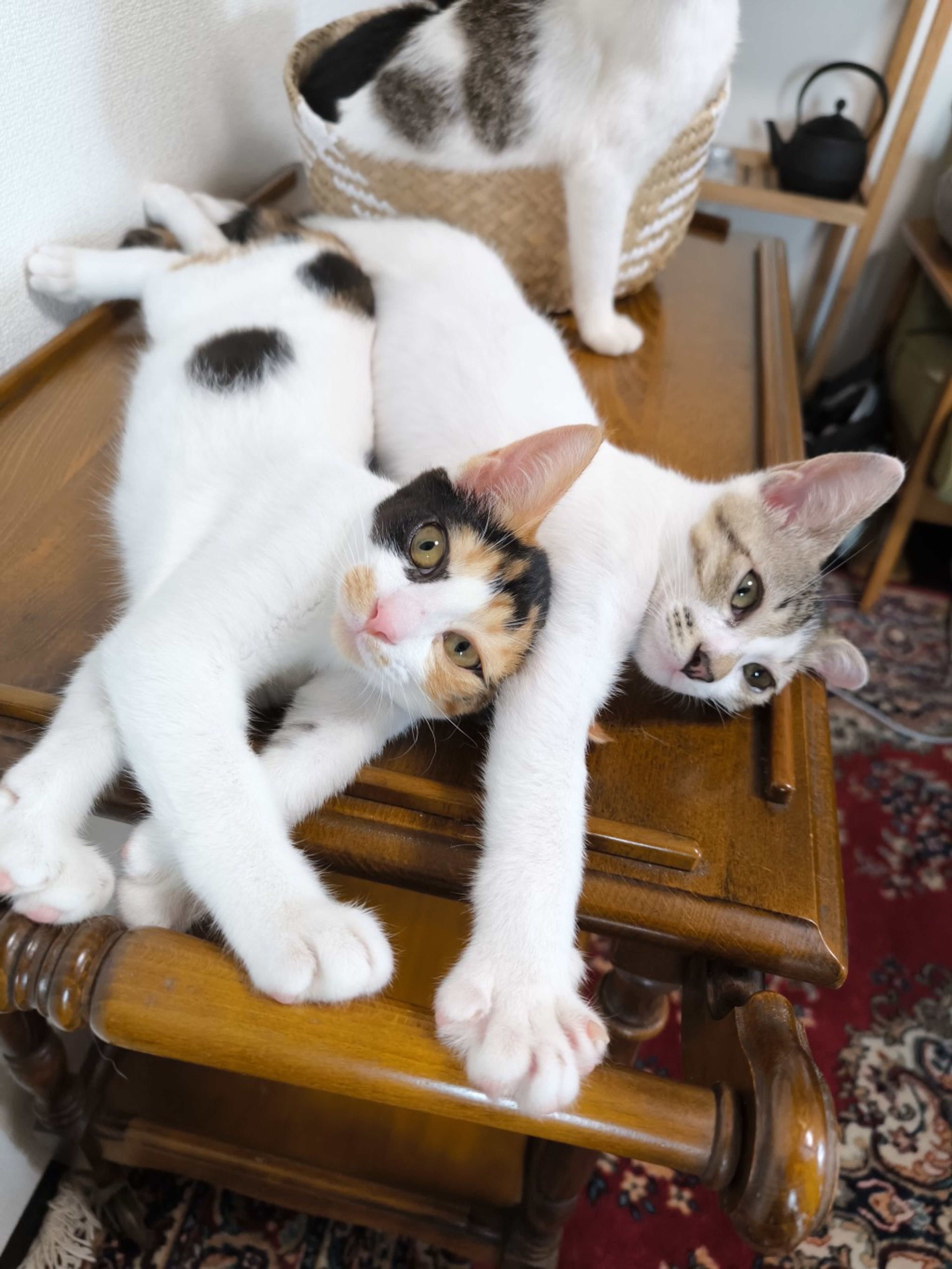 pet-image-10