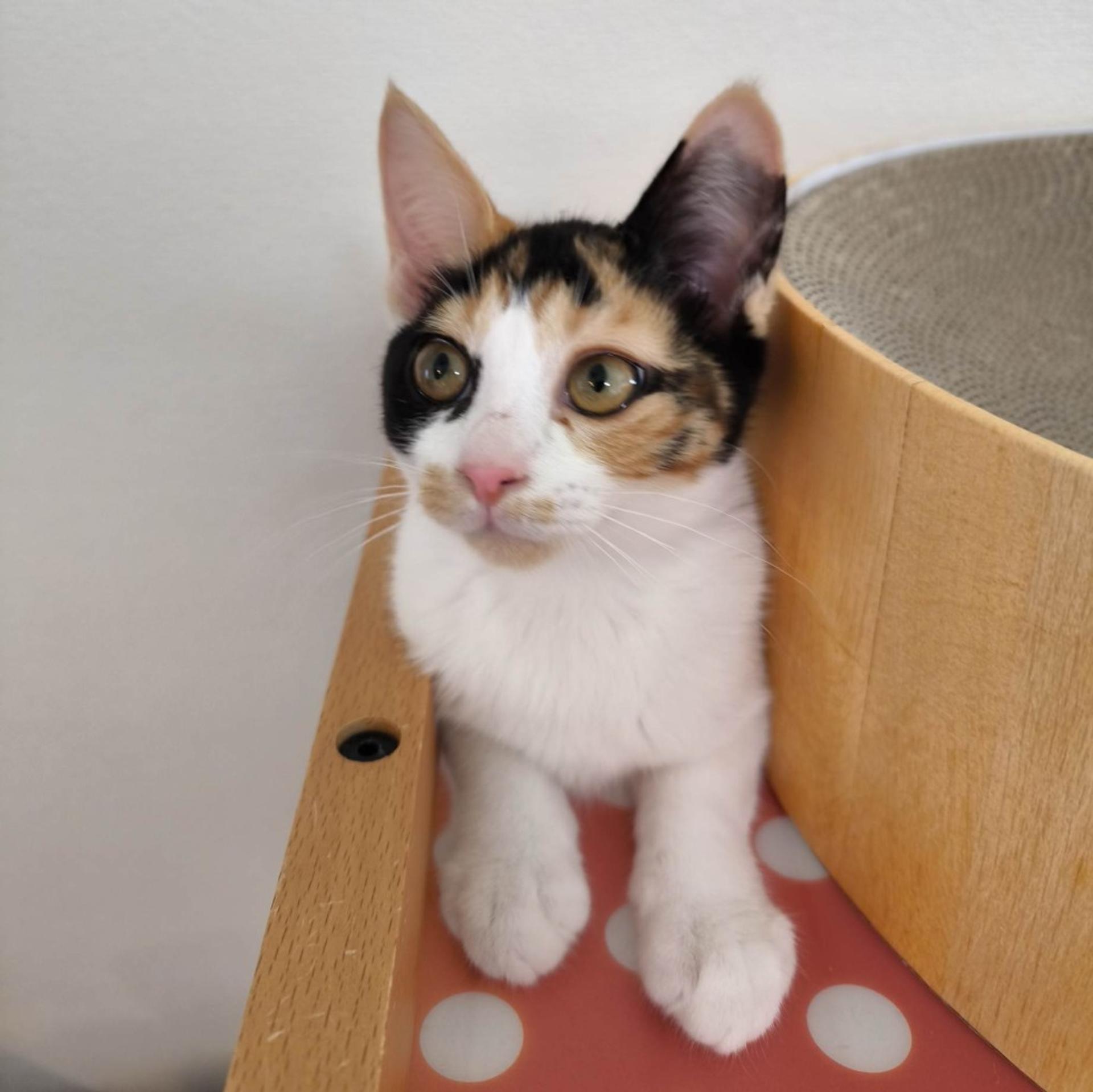 pet-image-5