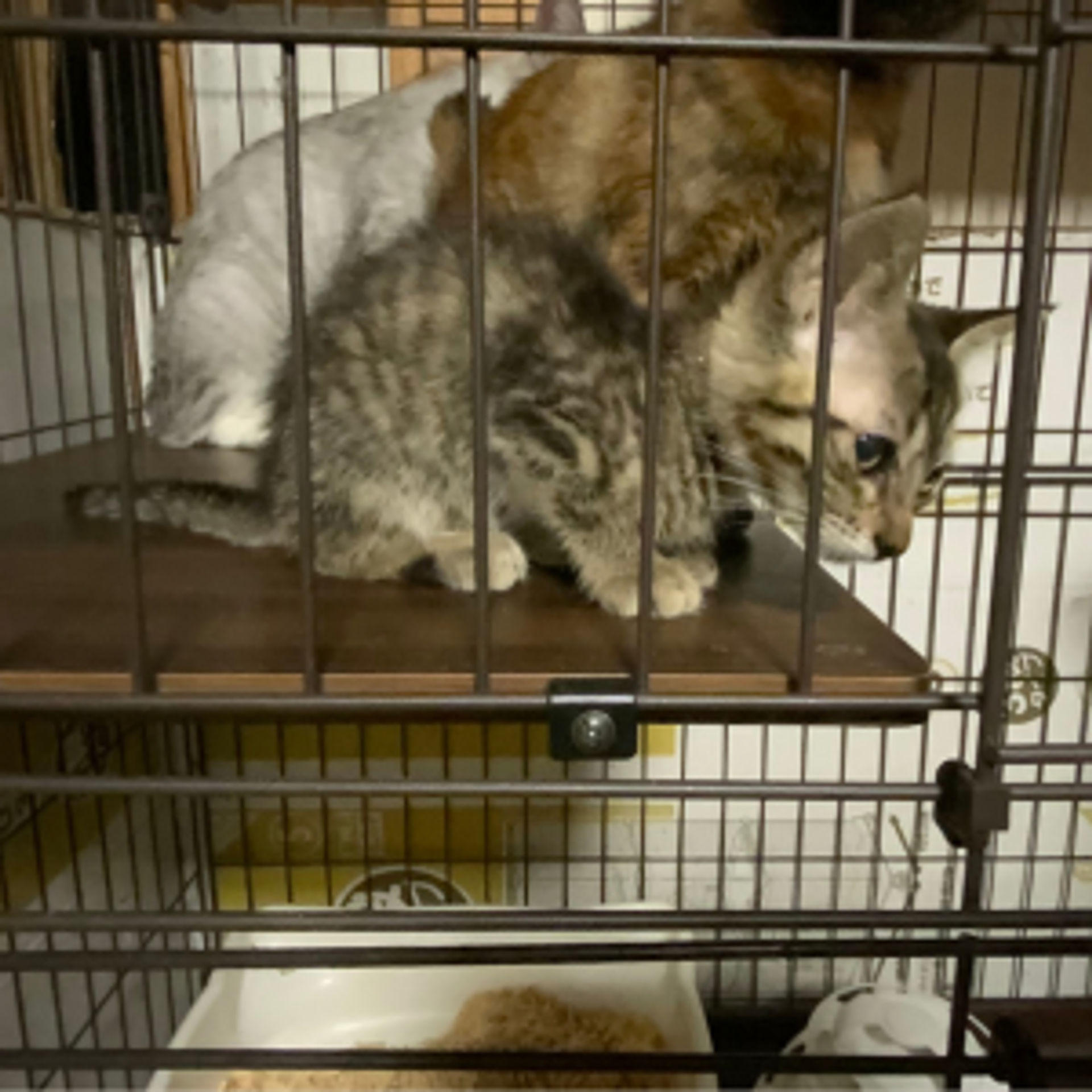 雑種（ミックス猫）・メスの里親募集の写真