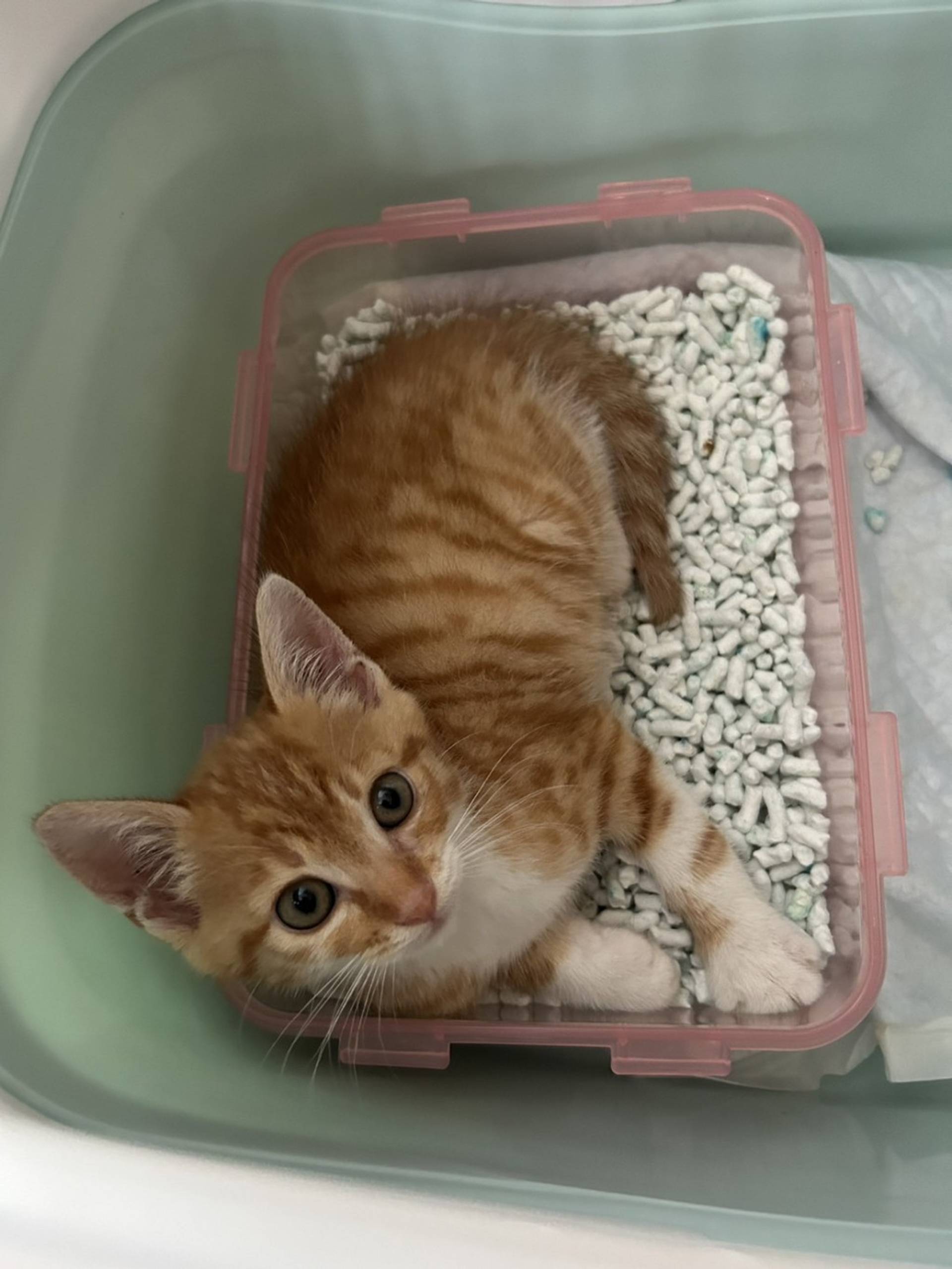 雑種（ミックス猫）・オスの里親募集の写真