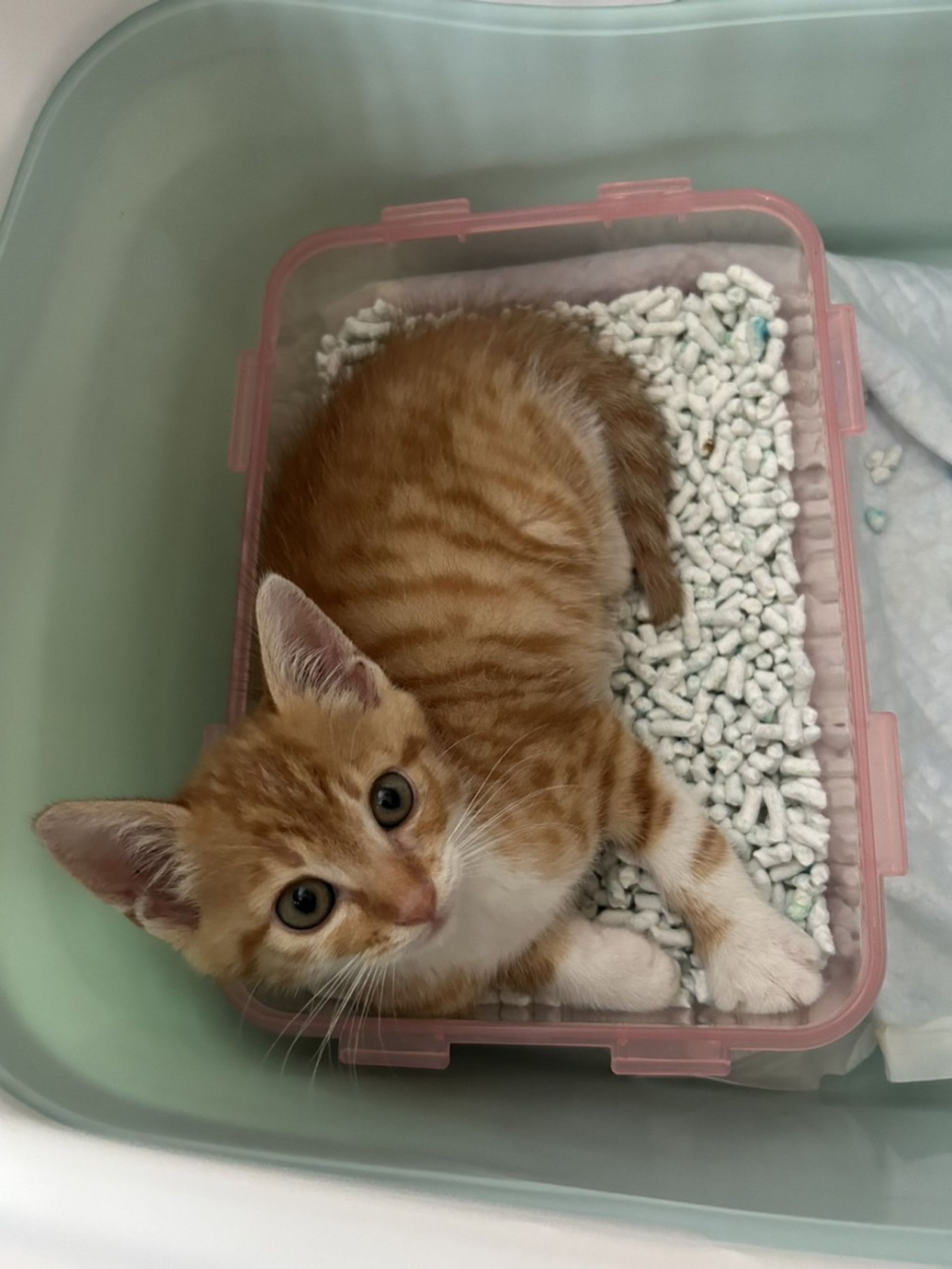 雑種（ミックス猫）・オスの里親募集の写真