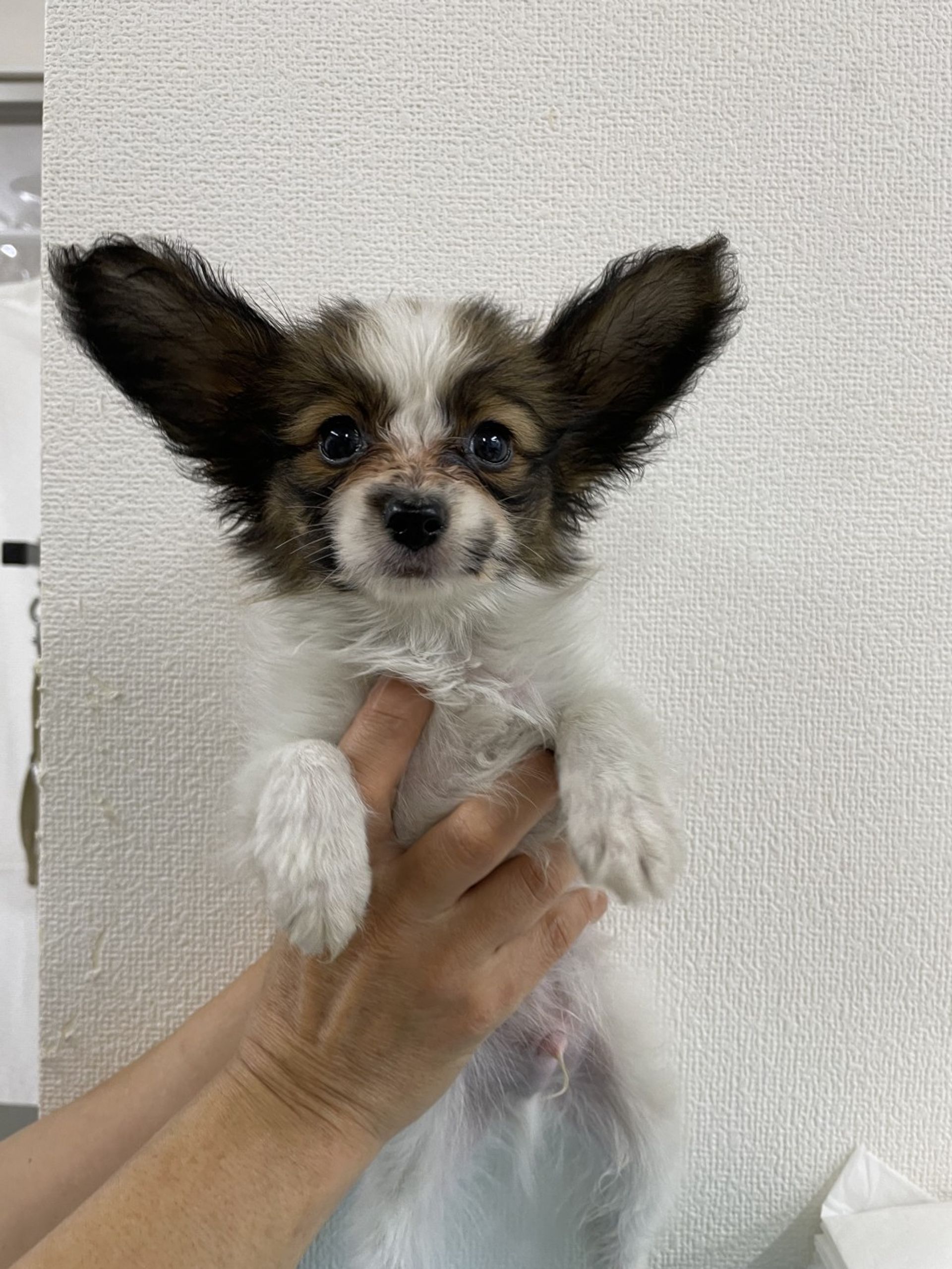 パピヨン・オスの里親募集の写真
