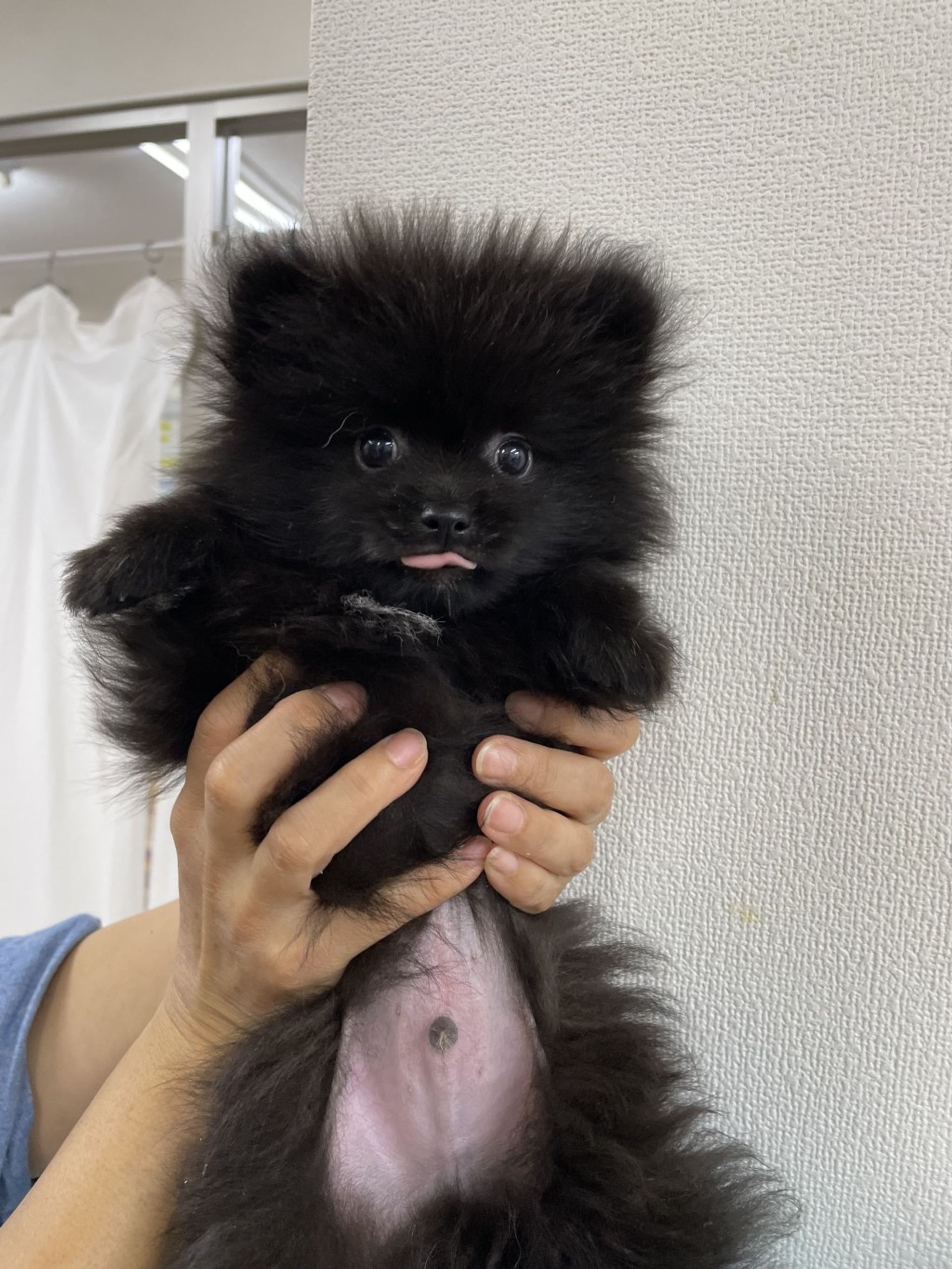 ポメラニアン・オスの里親募集の写真