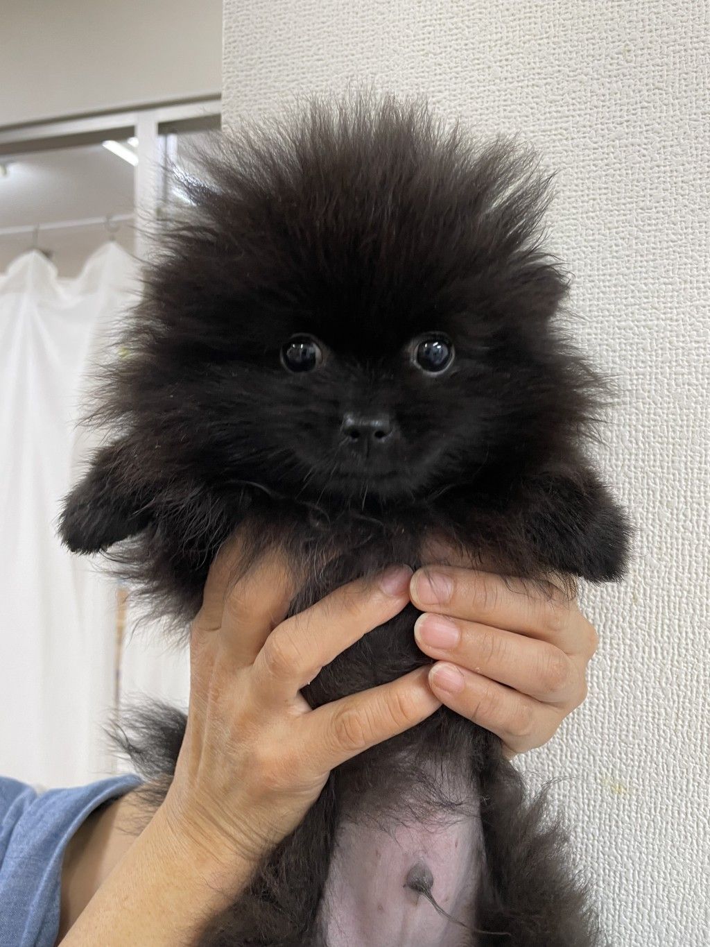 可愛いぼくちゃん | ポメラニアン | NPO法人 Wonderful Dogs | OMUSUBI