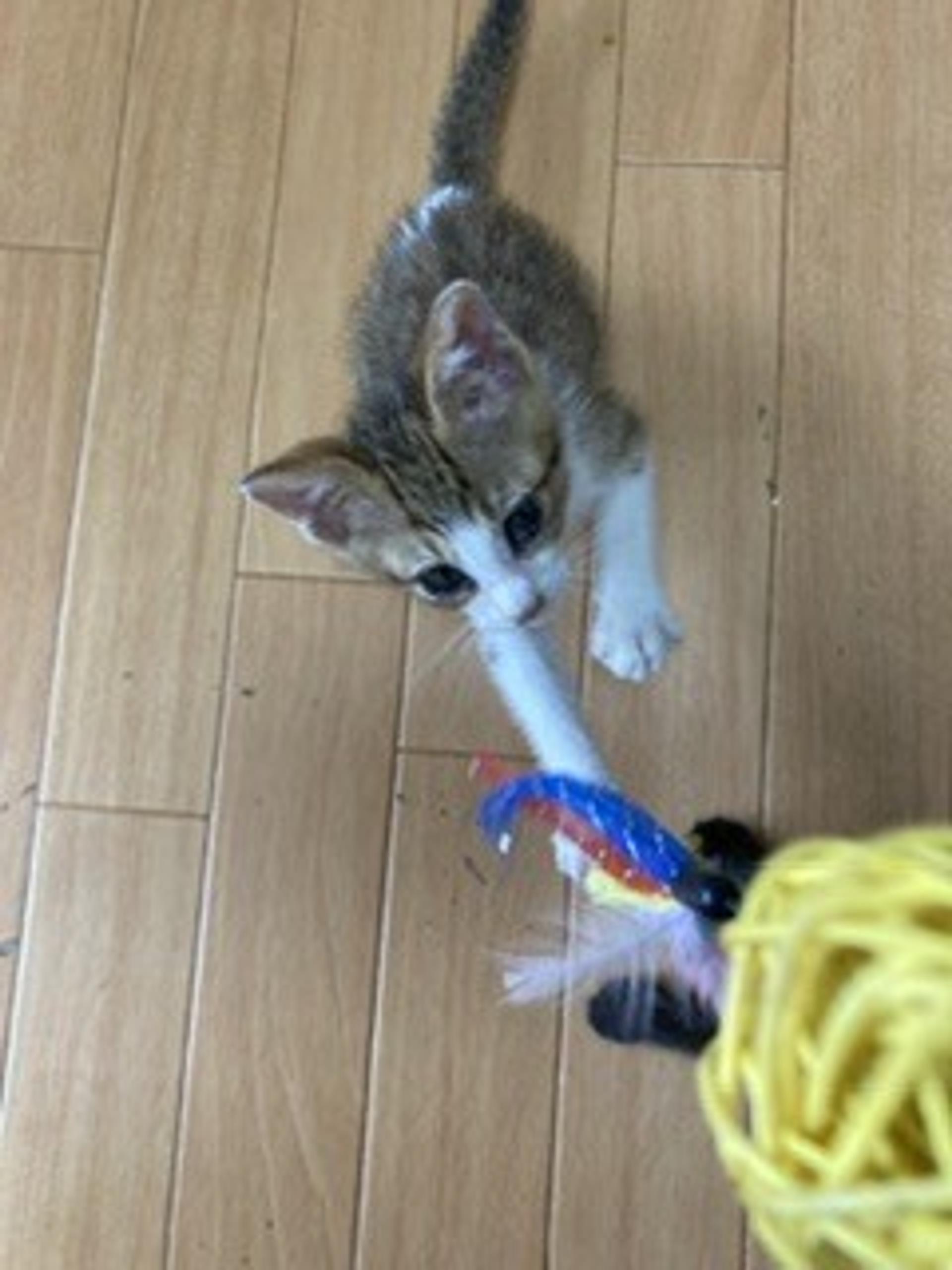 pet-image-4