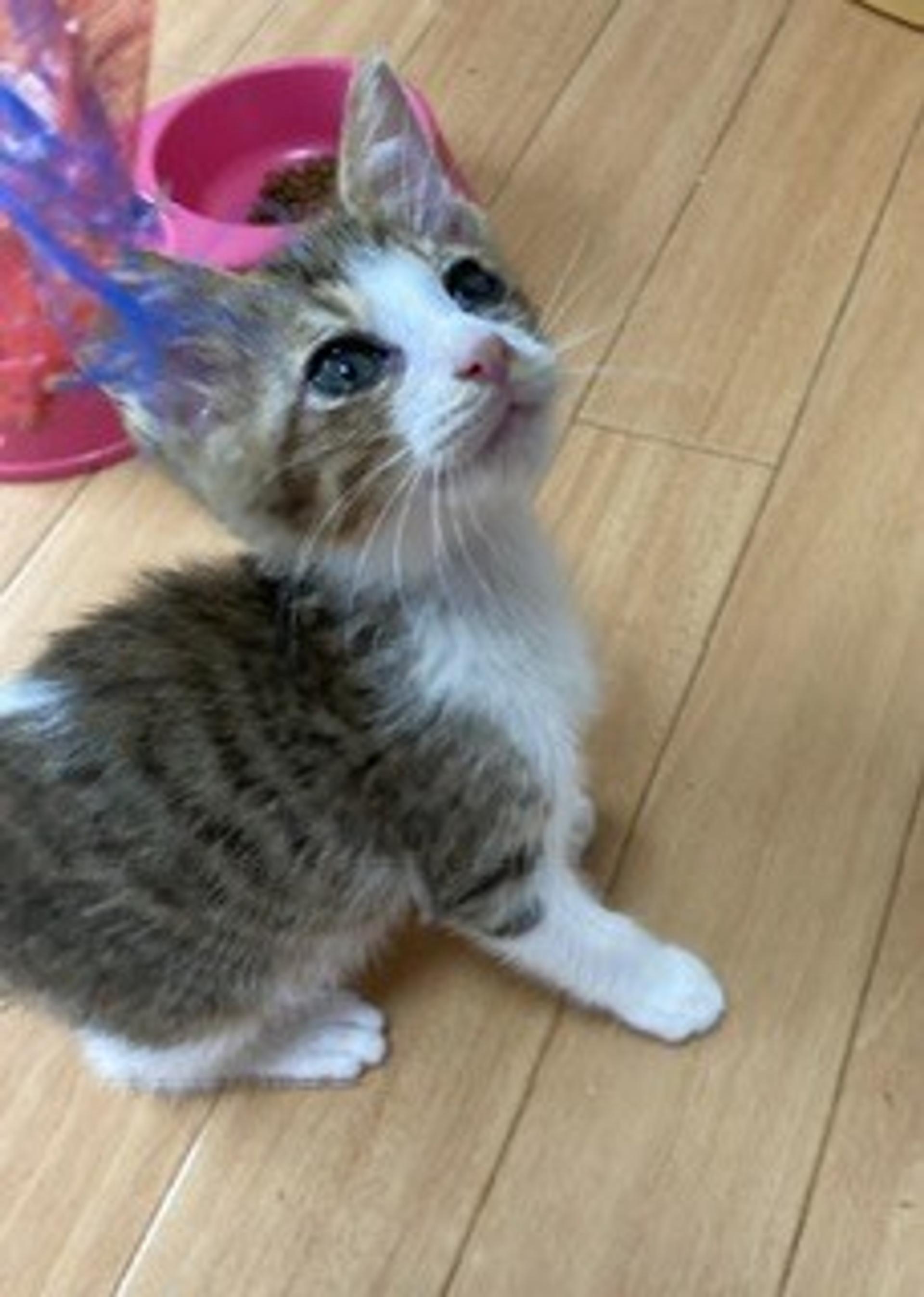 pet-image-7