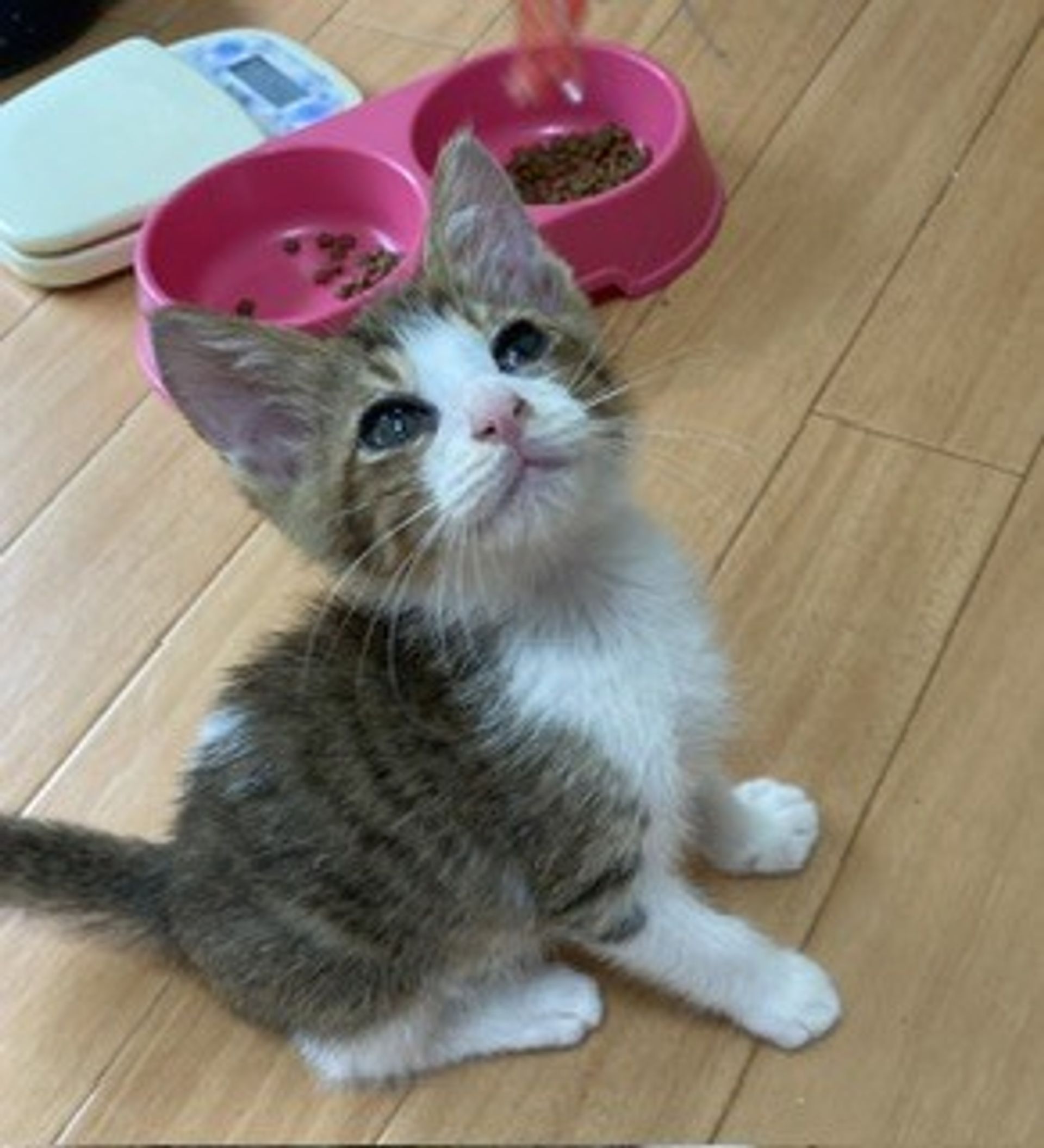 雑種（ミックス猫）・オスの里親募集の写真