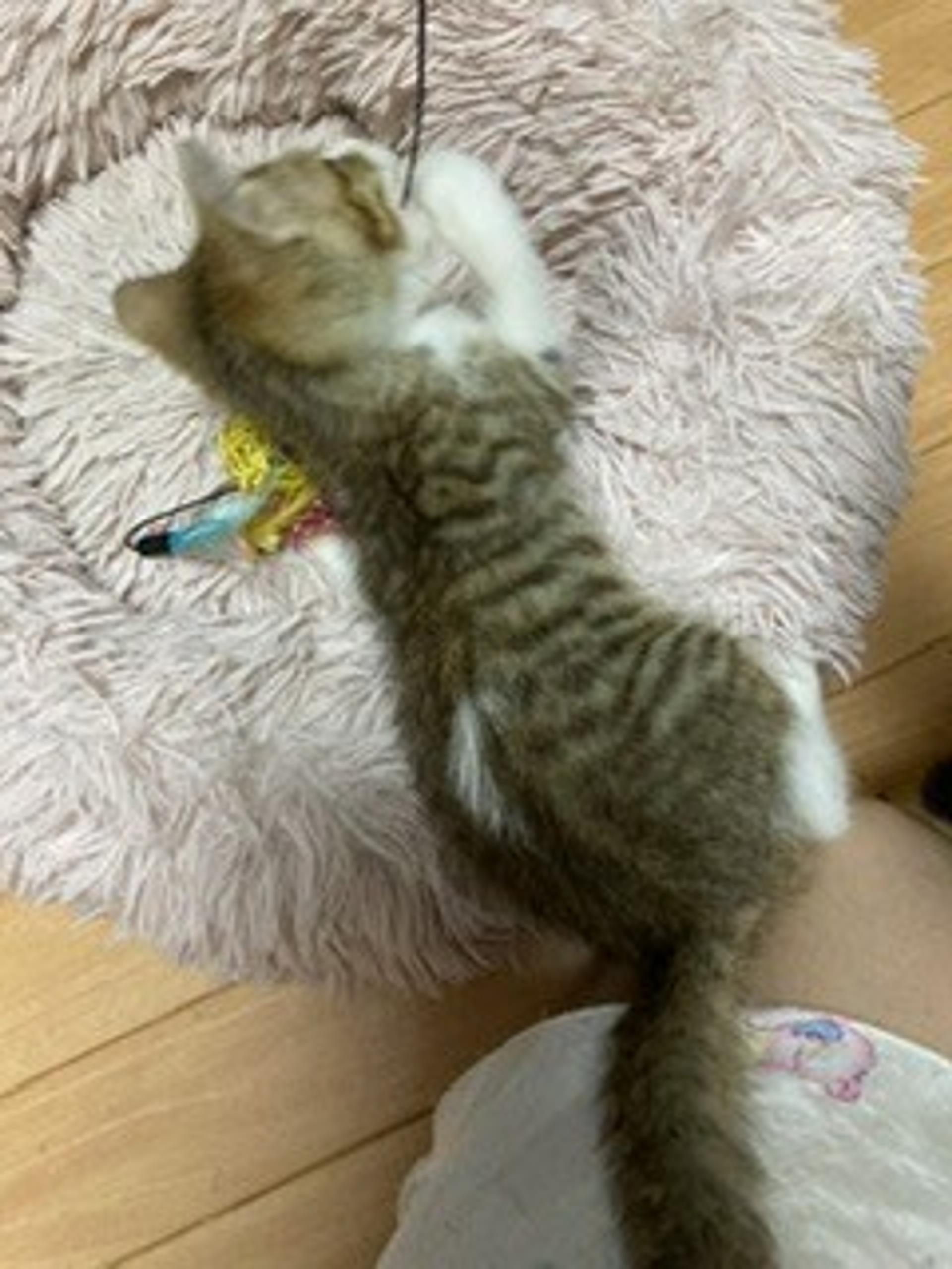 pet-image-3