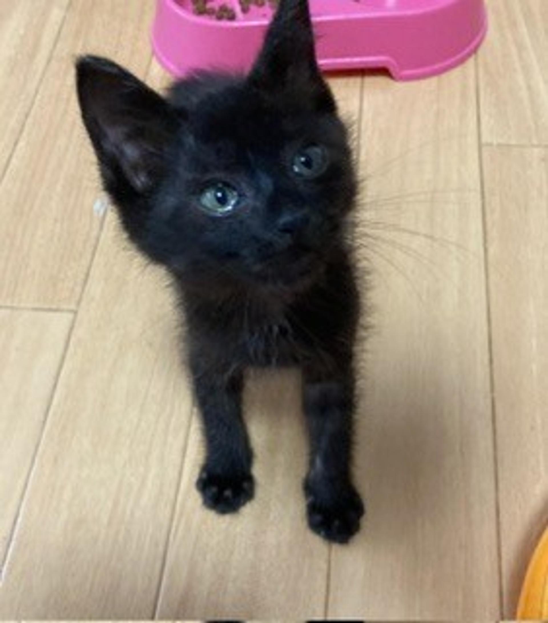 pet-image-2