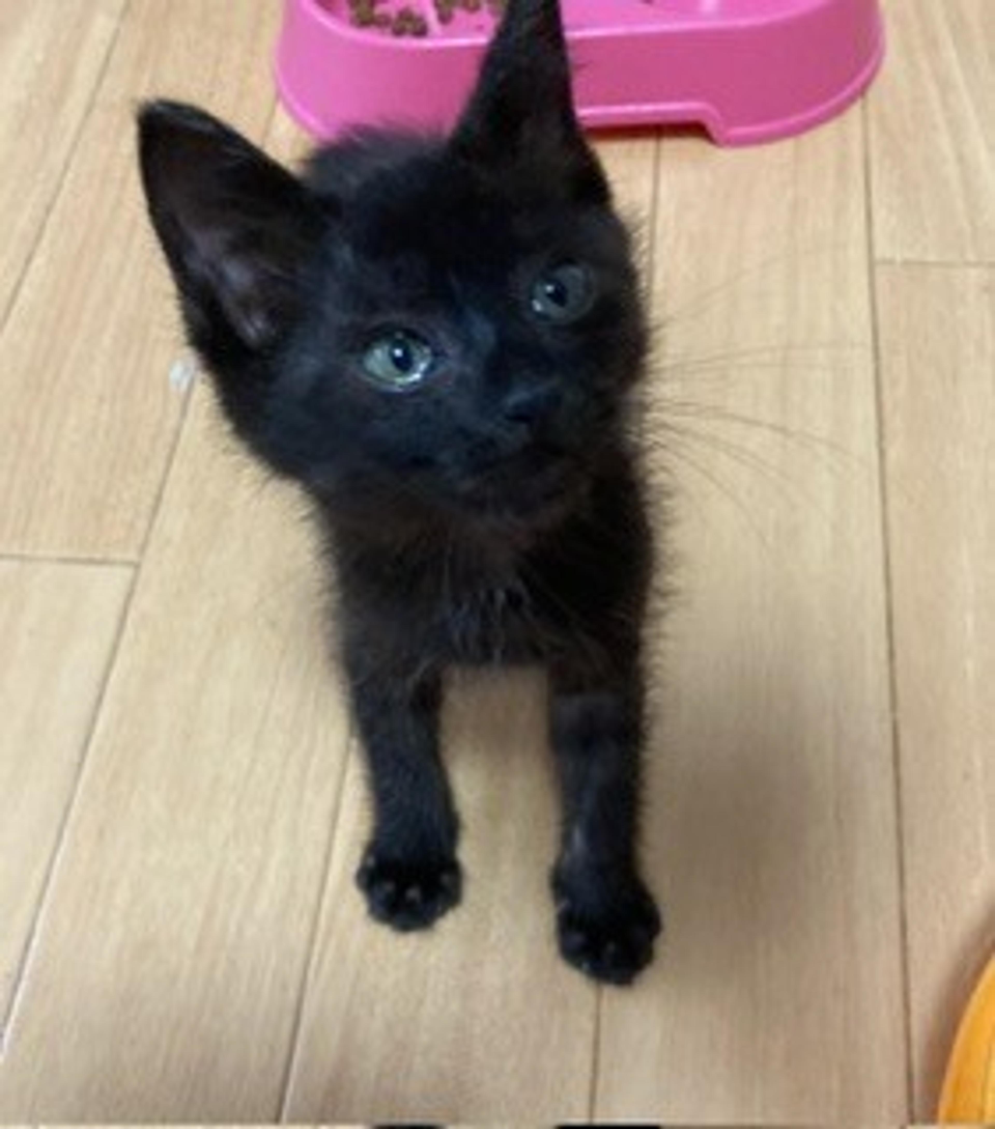 pet-image-2