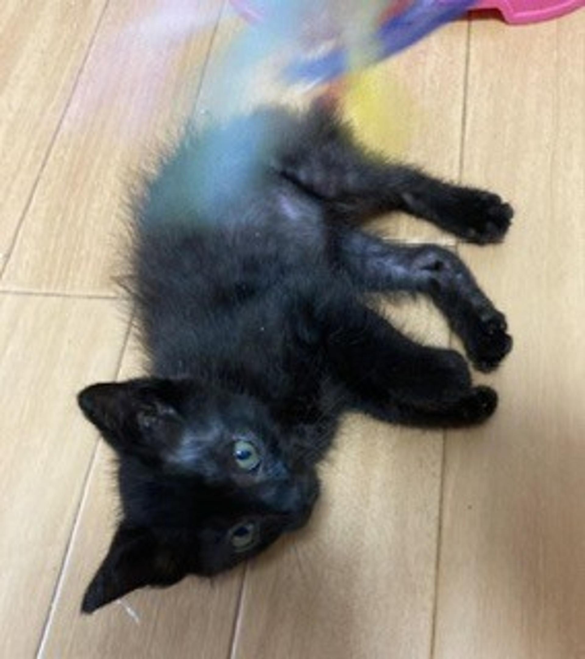 pet-image-5