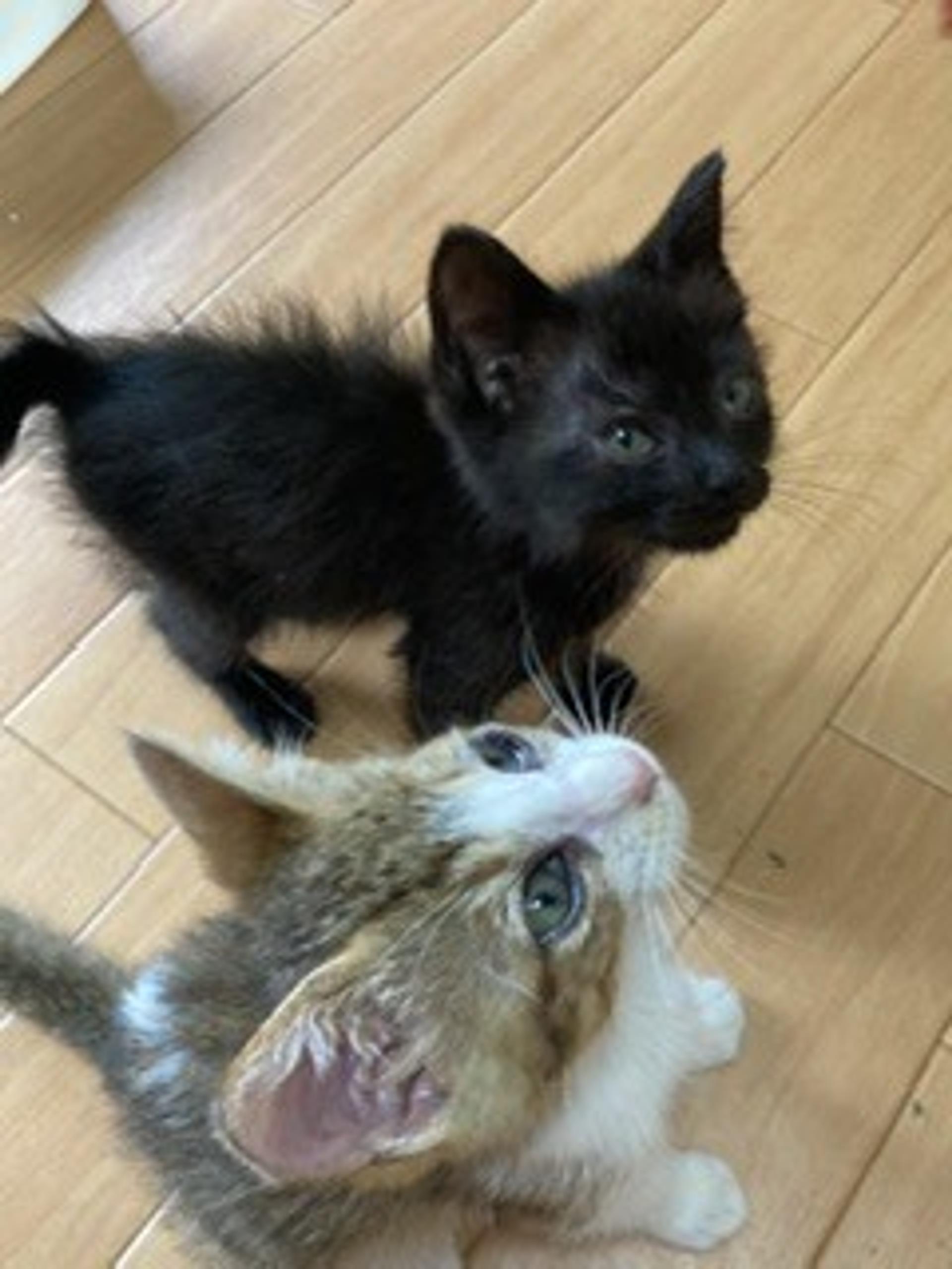 pet-image-6