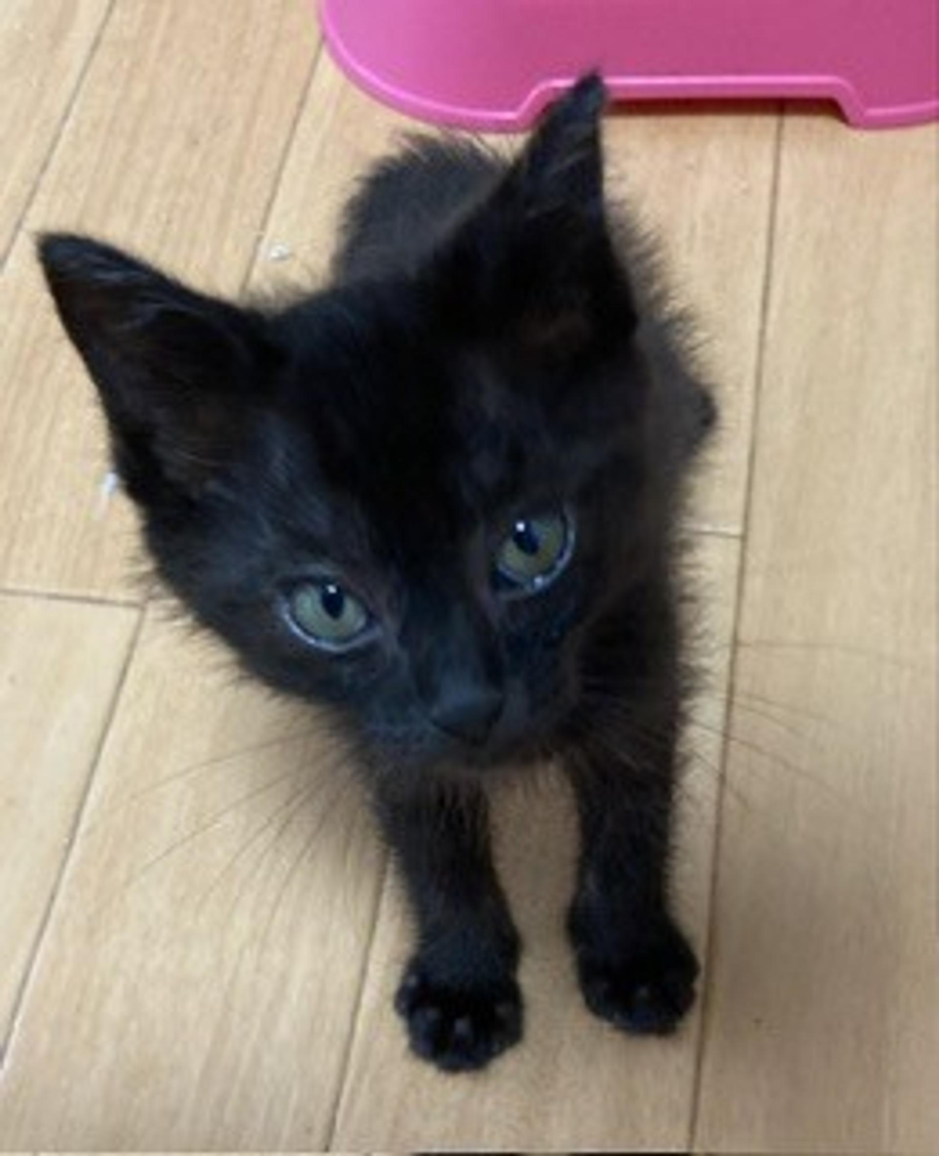 pet-image-7