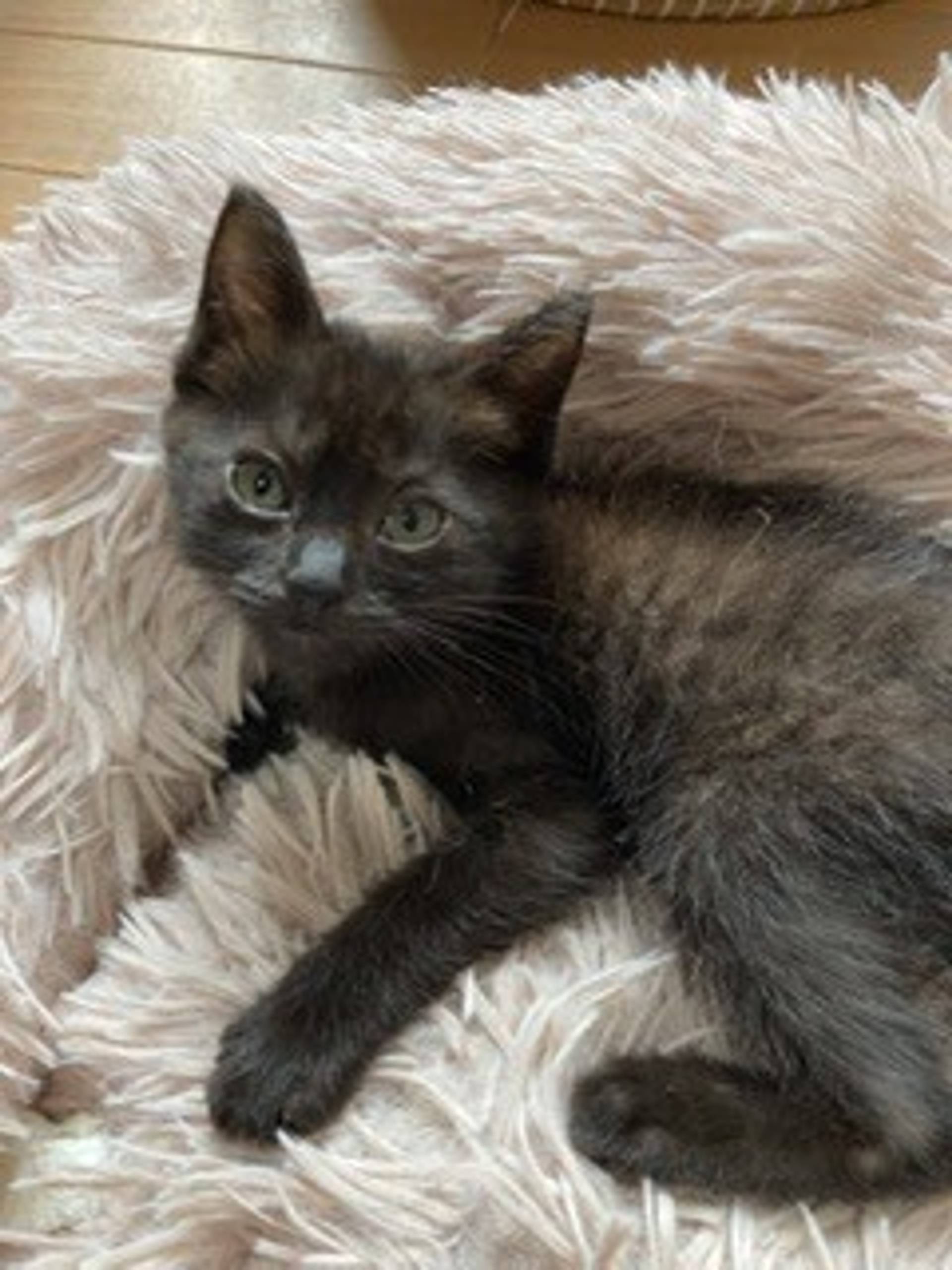 雑種（ミックス猫）・メスの里親募集の写真
