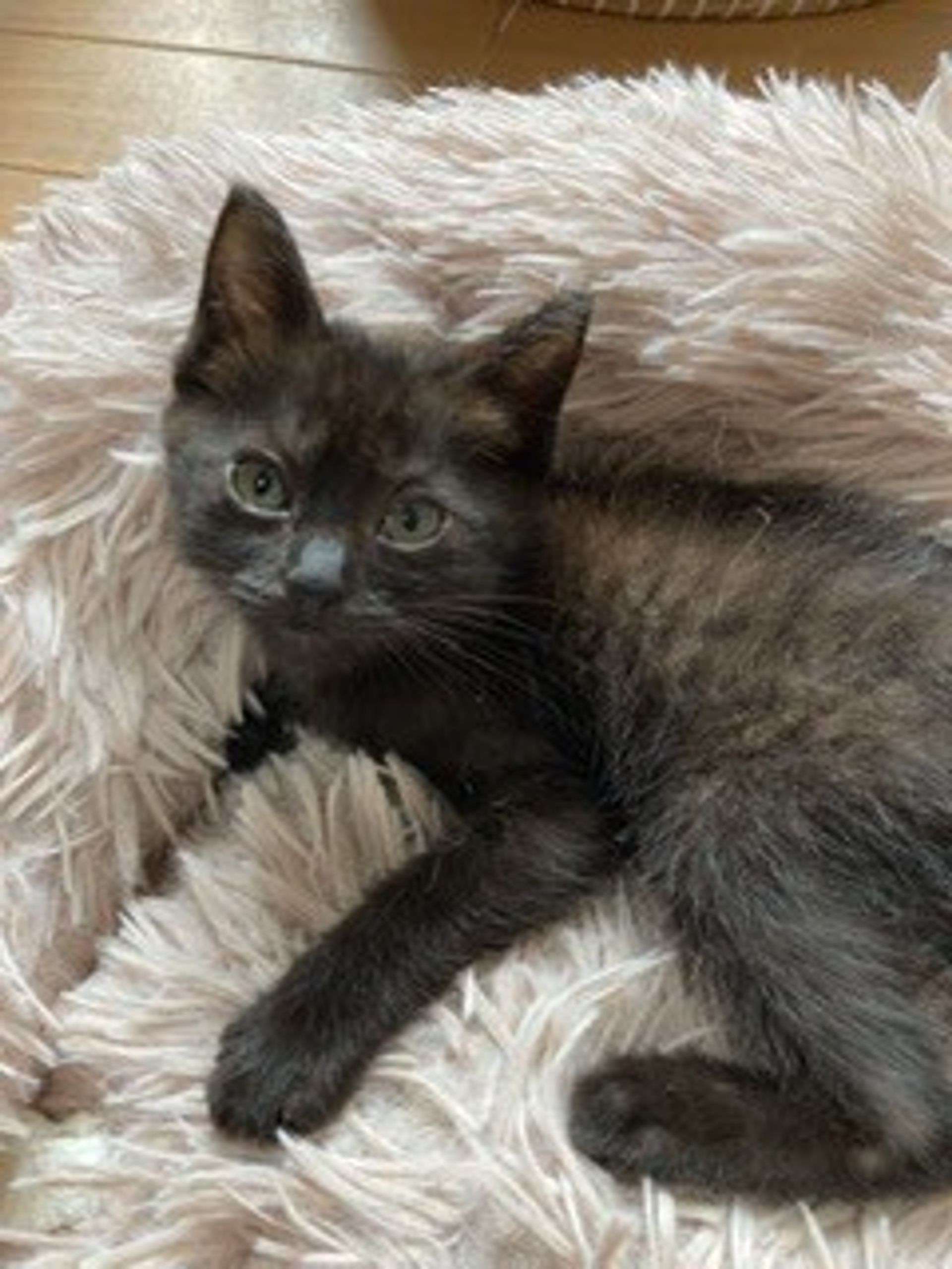 雑種（ミックス猫）・メスの里親募集の写真