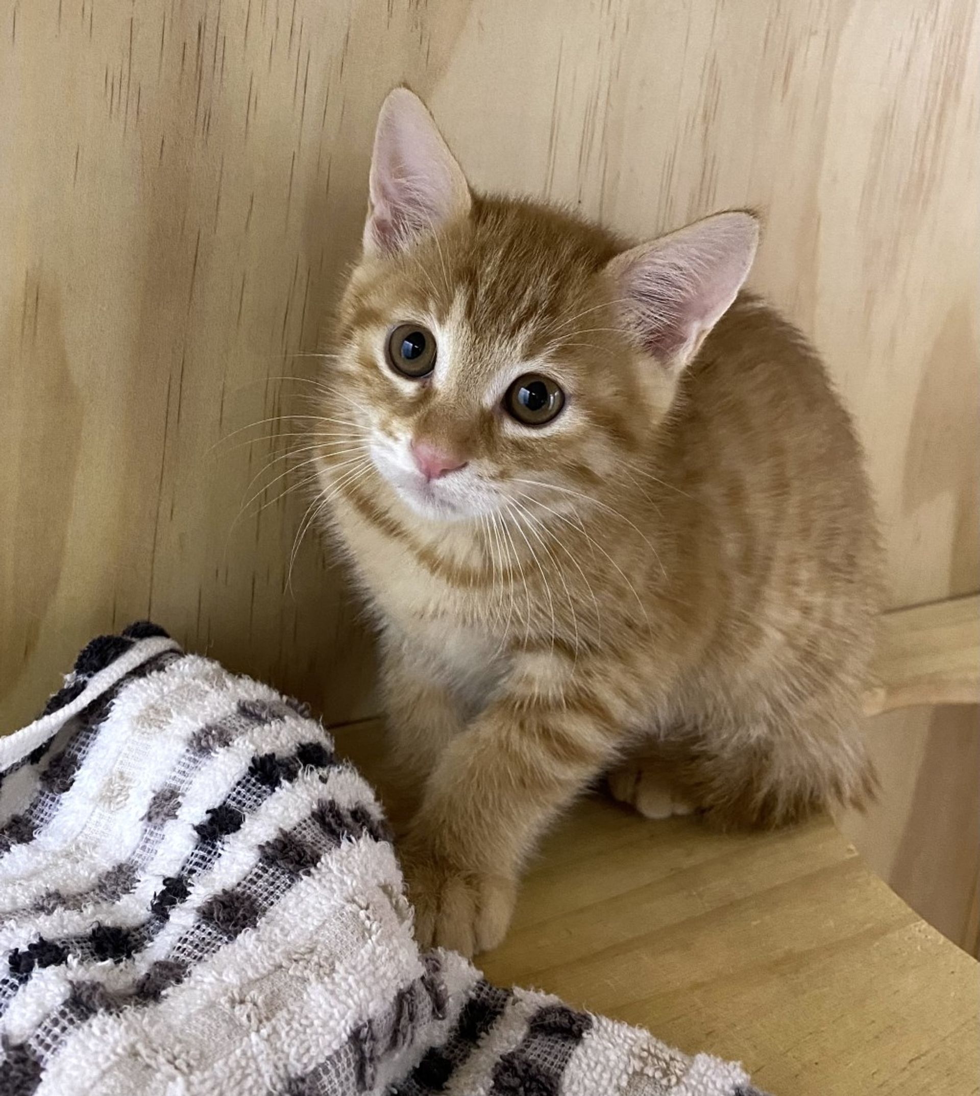 雑種（ミックス猫）・メスの里親募集の写真