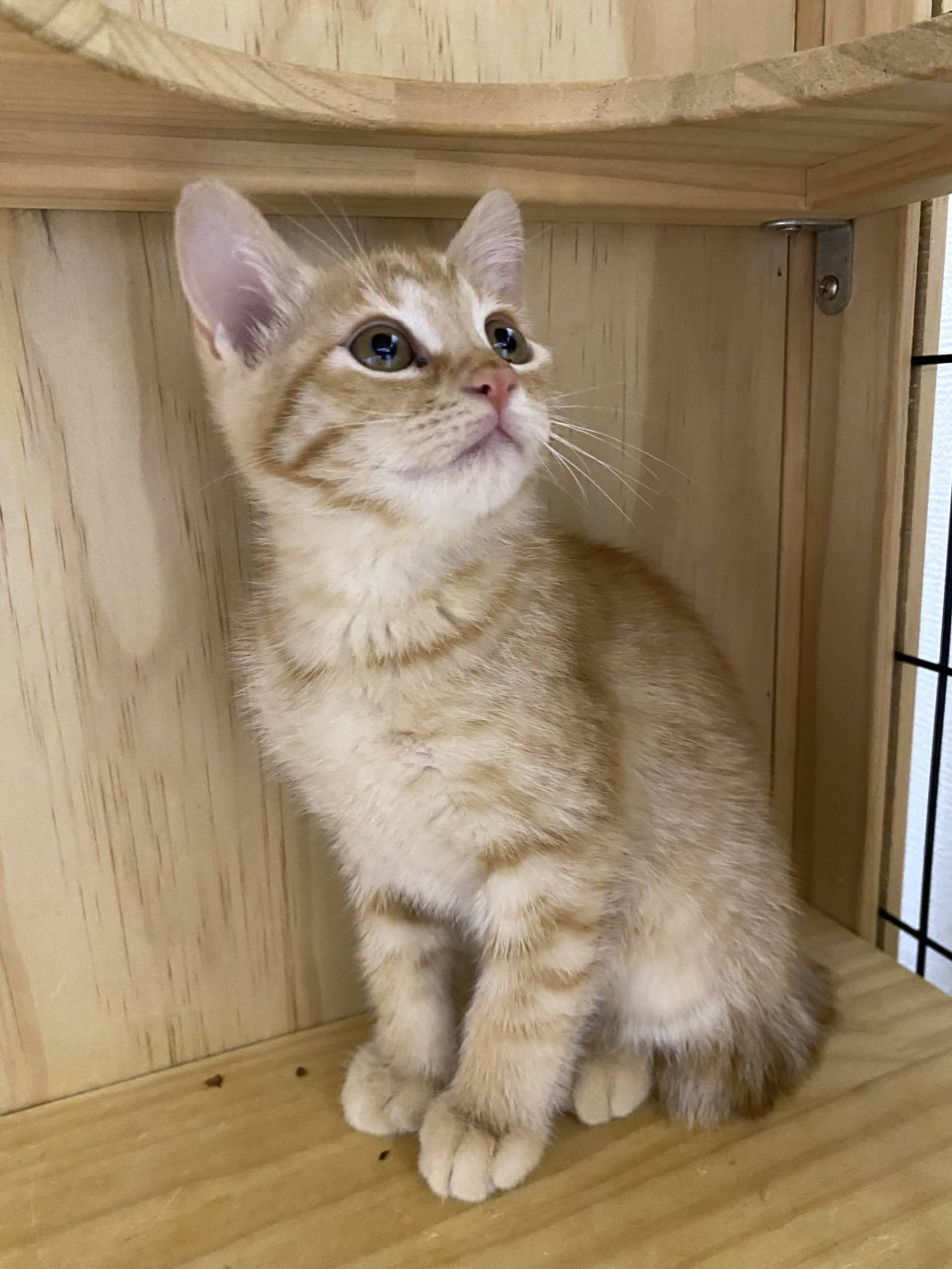雑種（ミックス猫）・オスの里親募集の写真