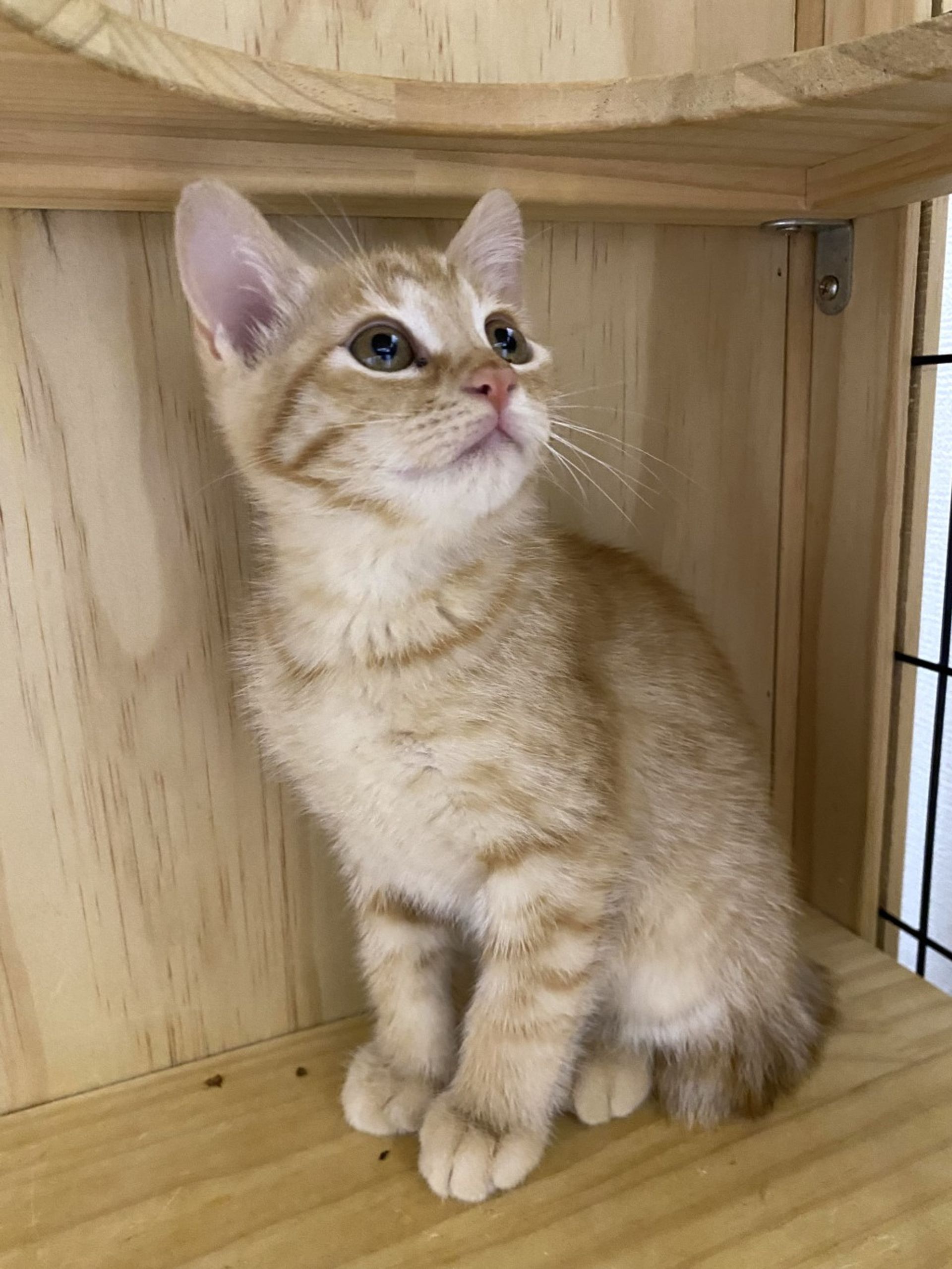 雑種（ミックス猫）・オスの里親募集の写真