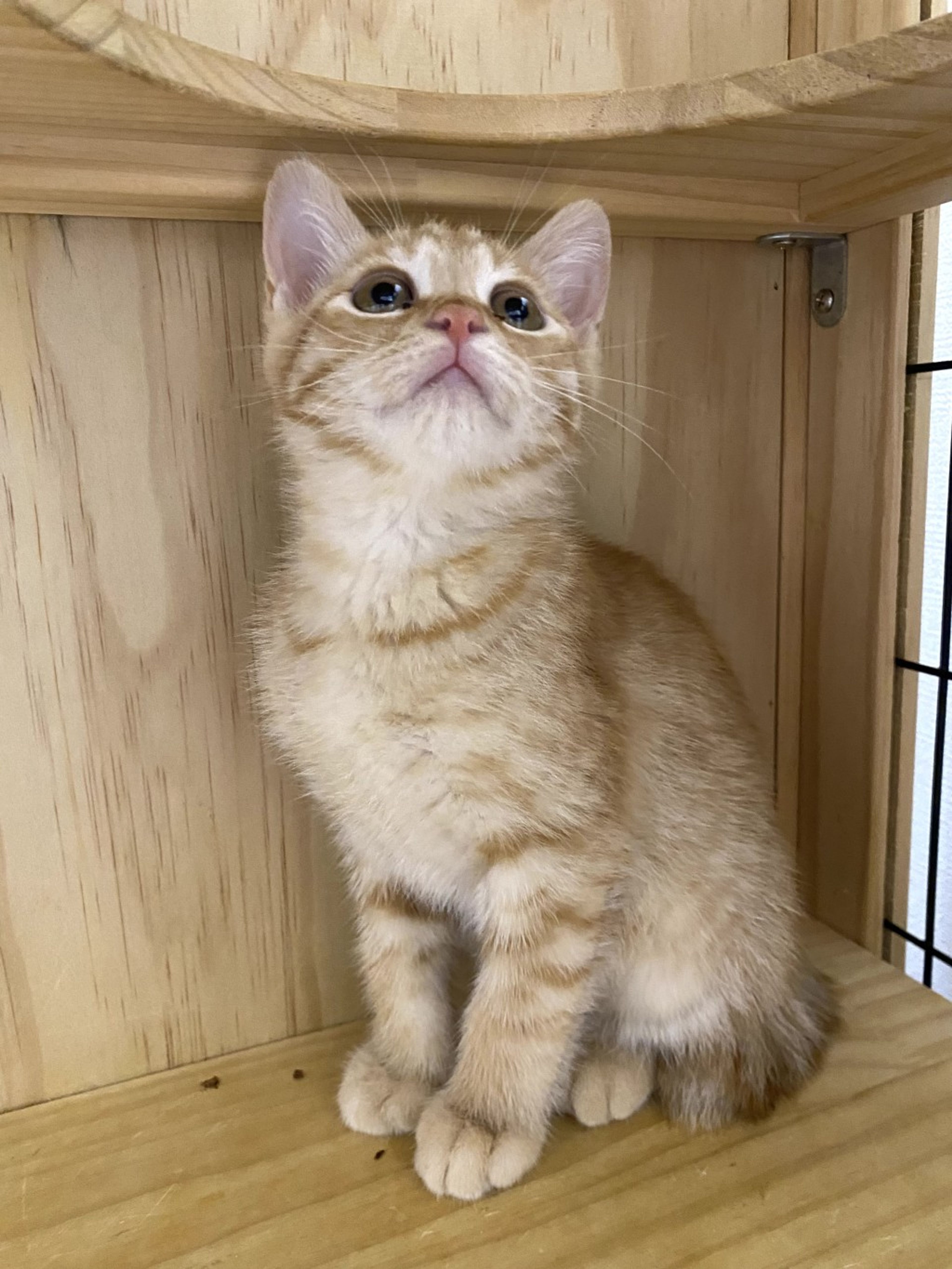 pet-image-2