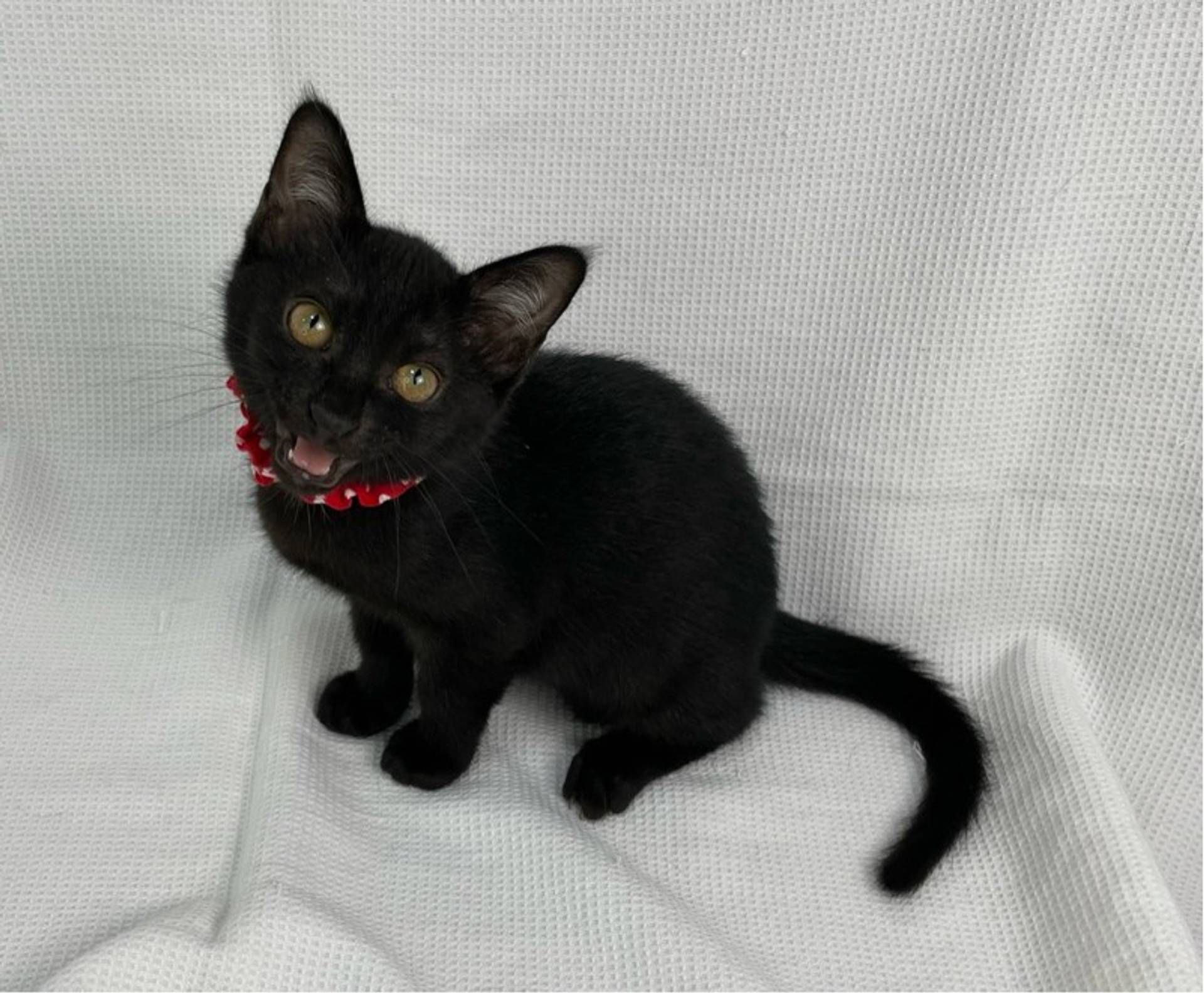 雑種（ミックス猫）・メスの里親募集の写真