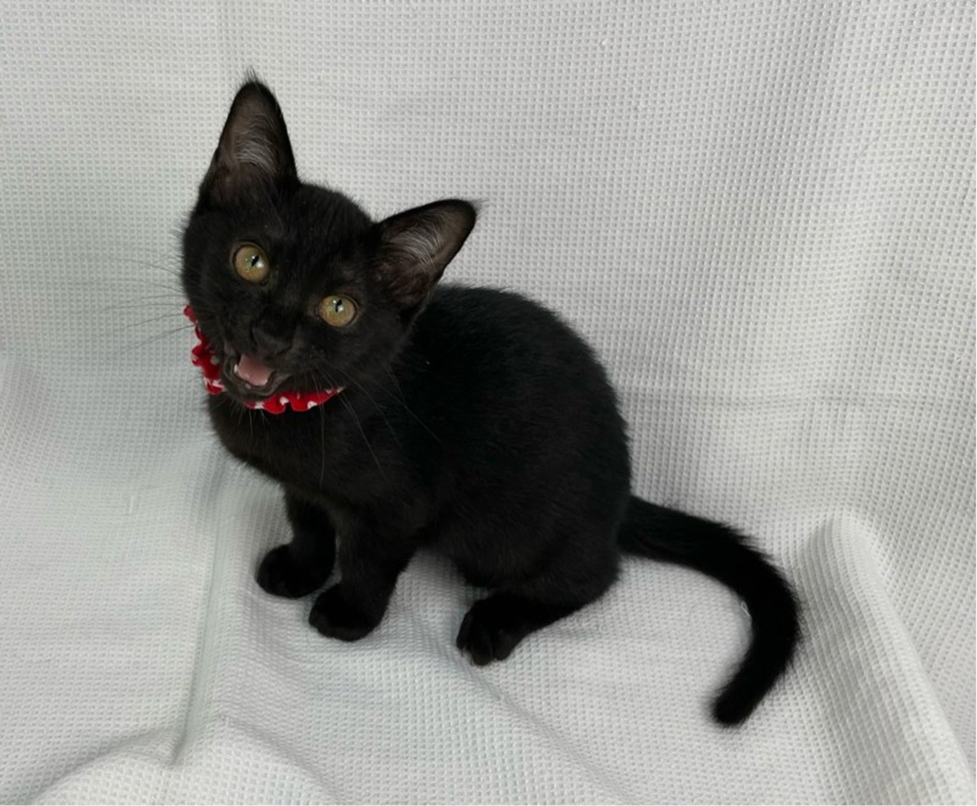 雑種（ミックス猫）・メスの里親募集の写真