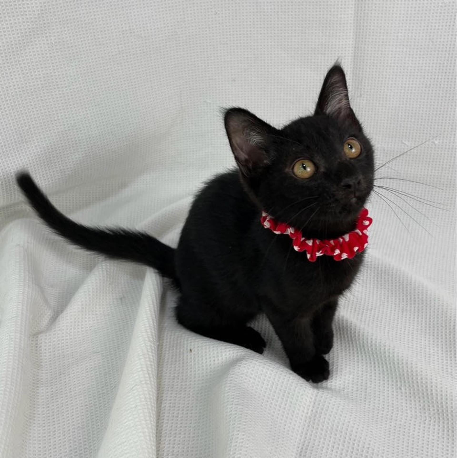 pet-image-3