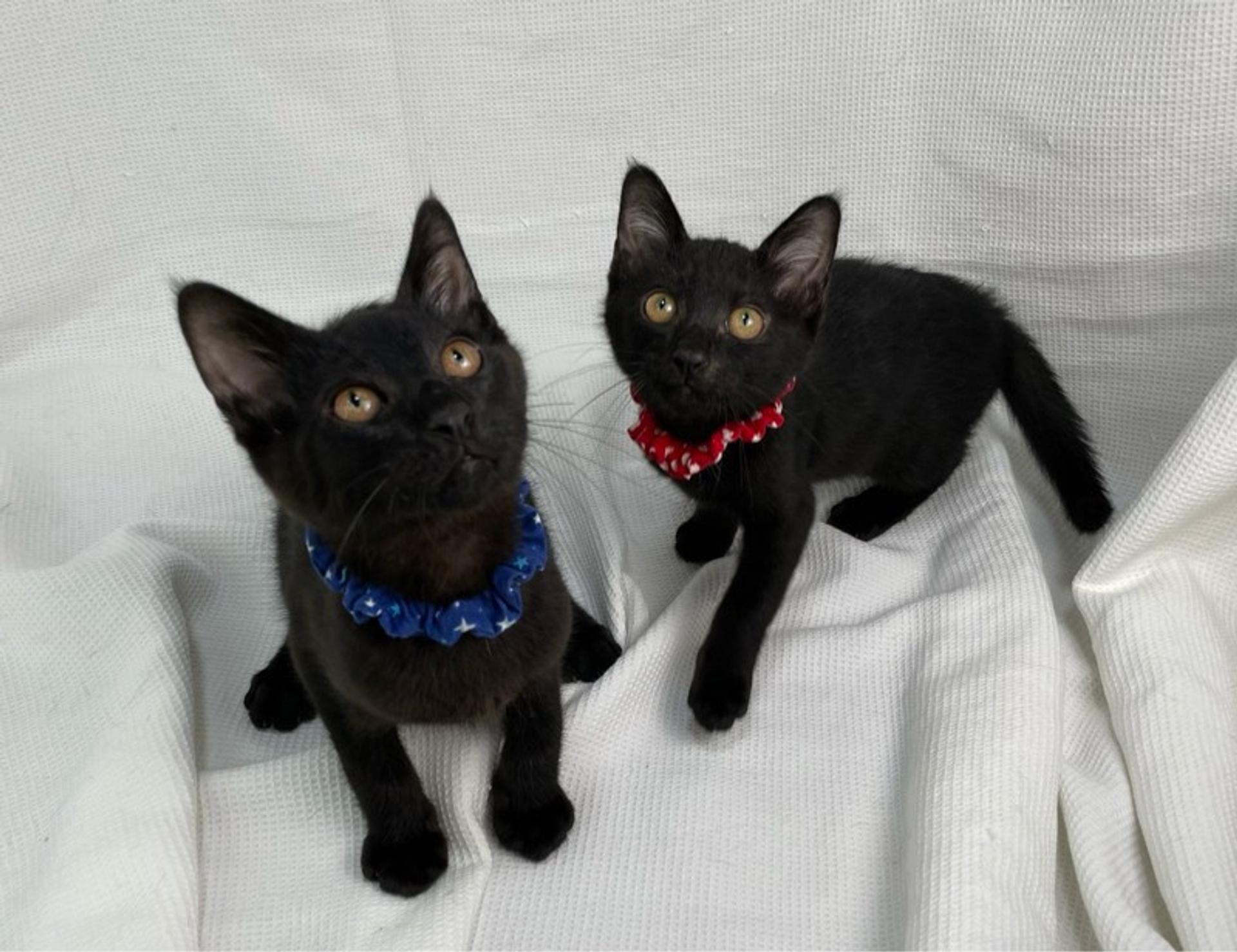 pet-image-5