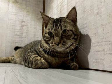 さかえ