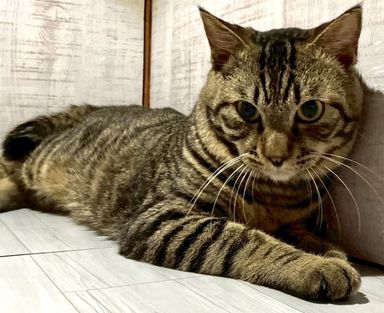 さかえ