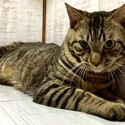 猫の里親募集情報｜OMUSUBI by ペトコト｜保護犬・保護猫