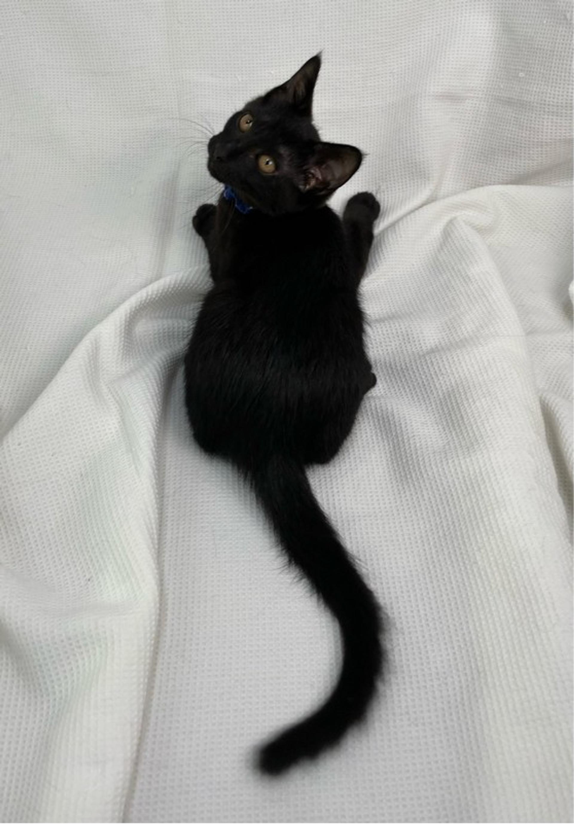 pet-image-3