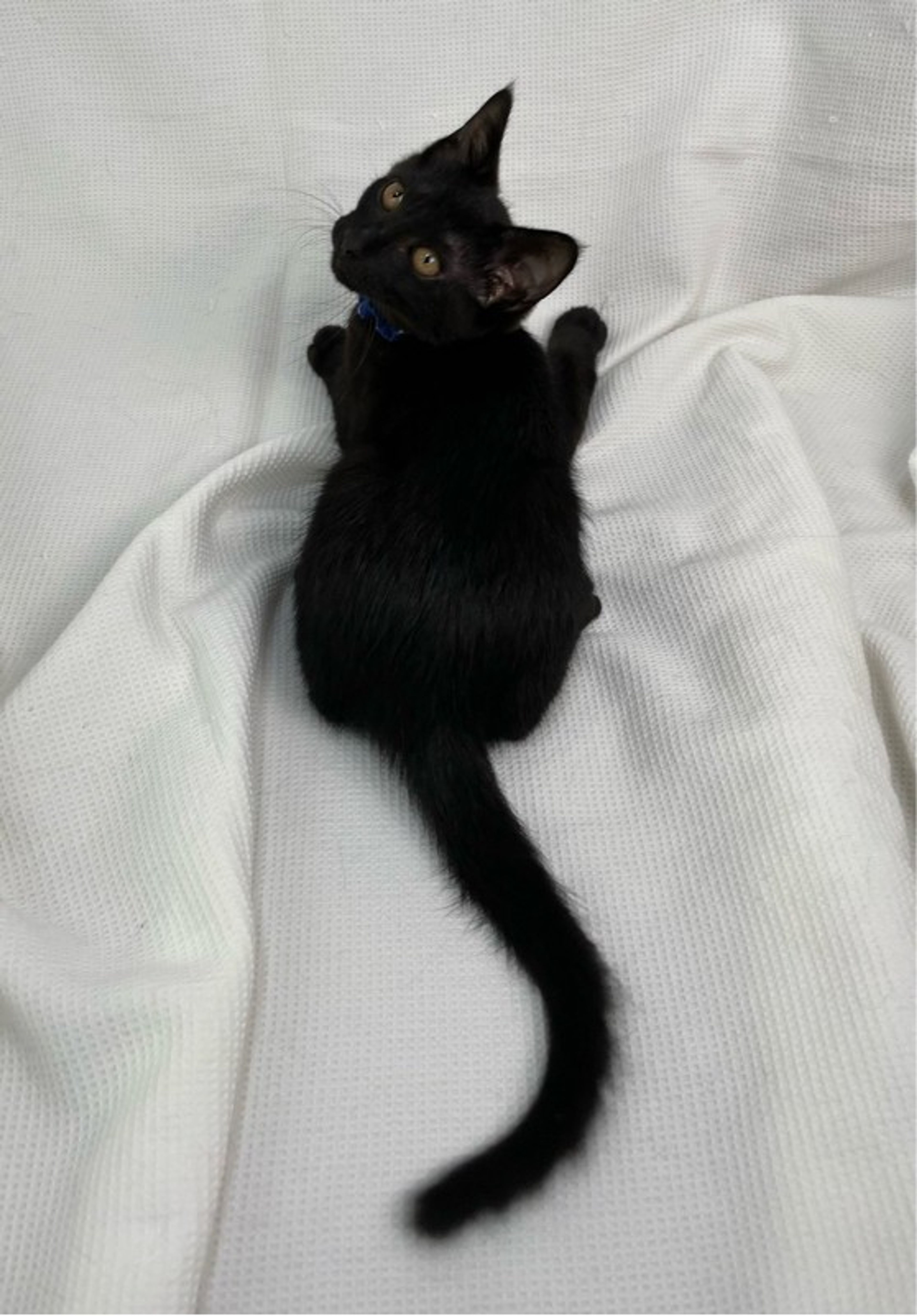 pet-image-3