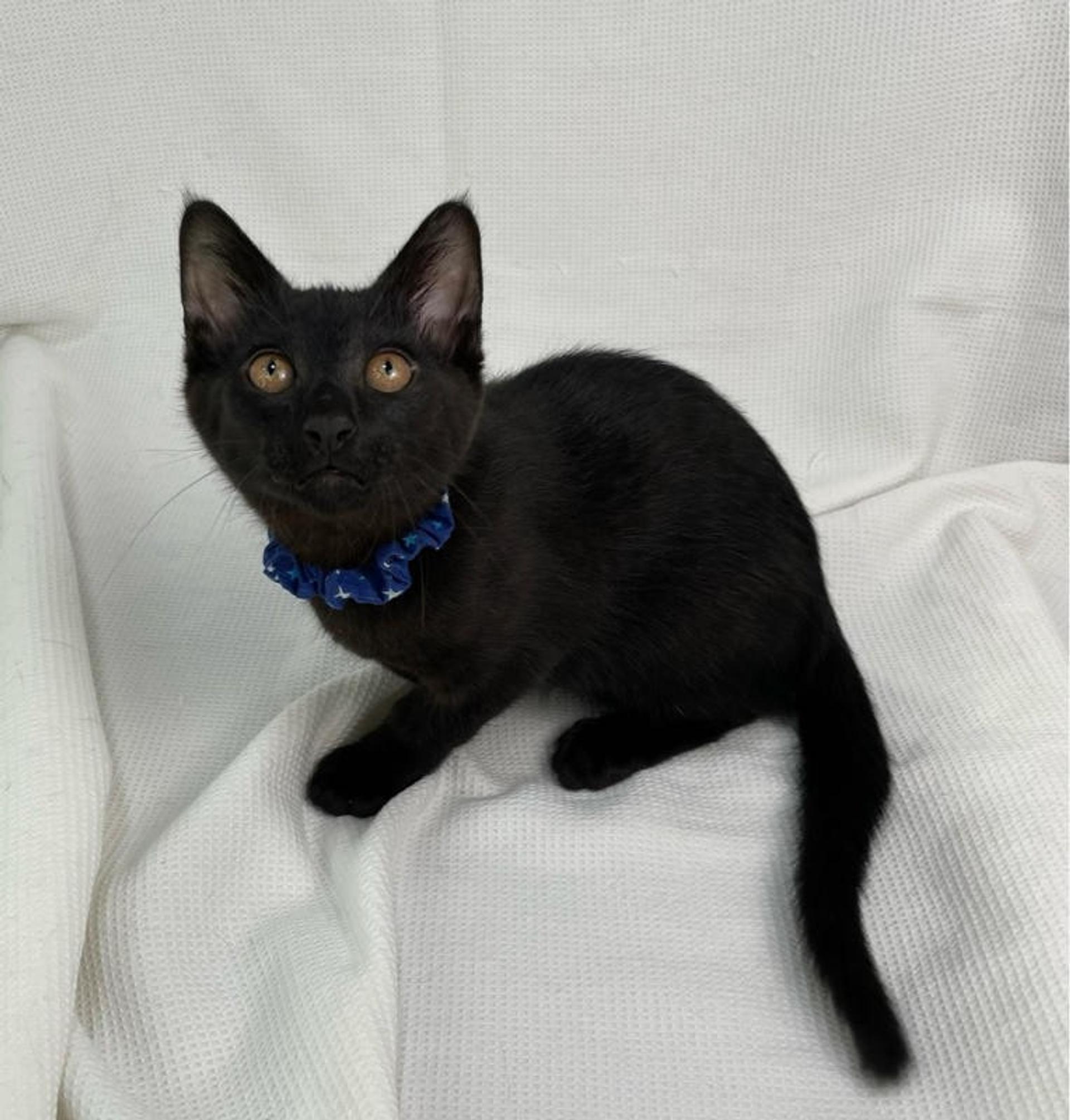 pet-image-4