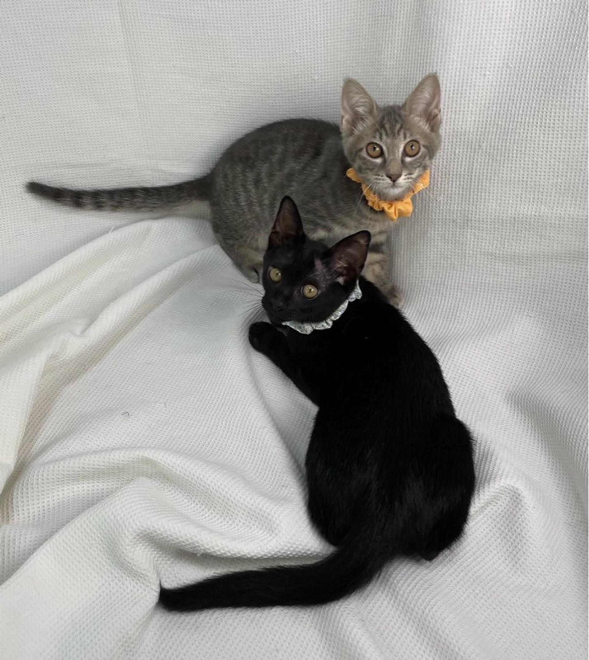pet-image-5