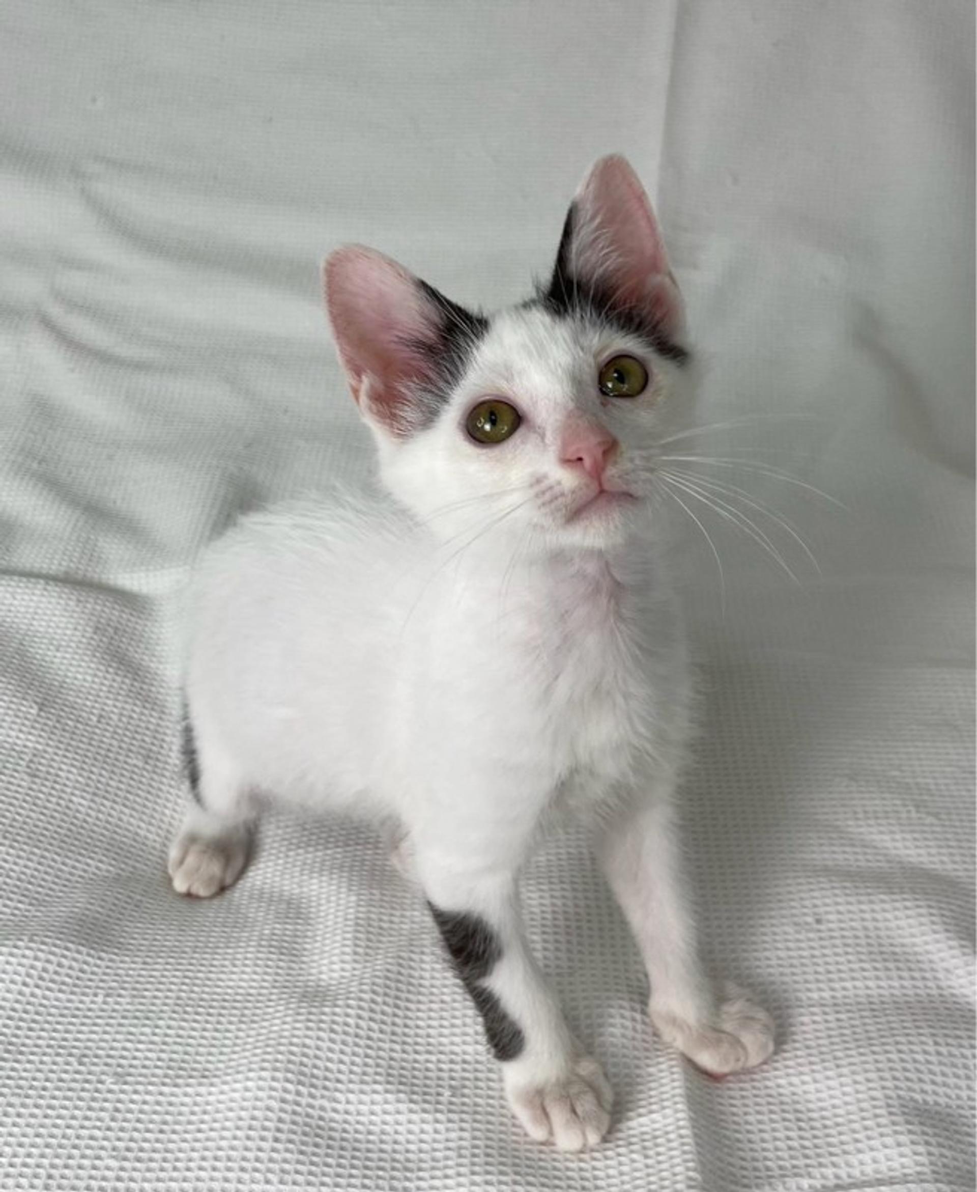 pet-image-2