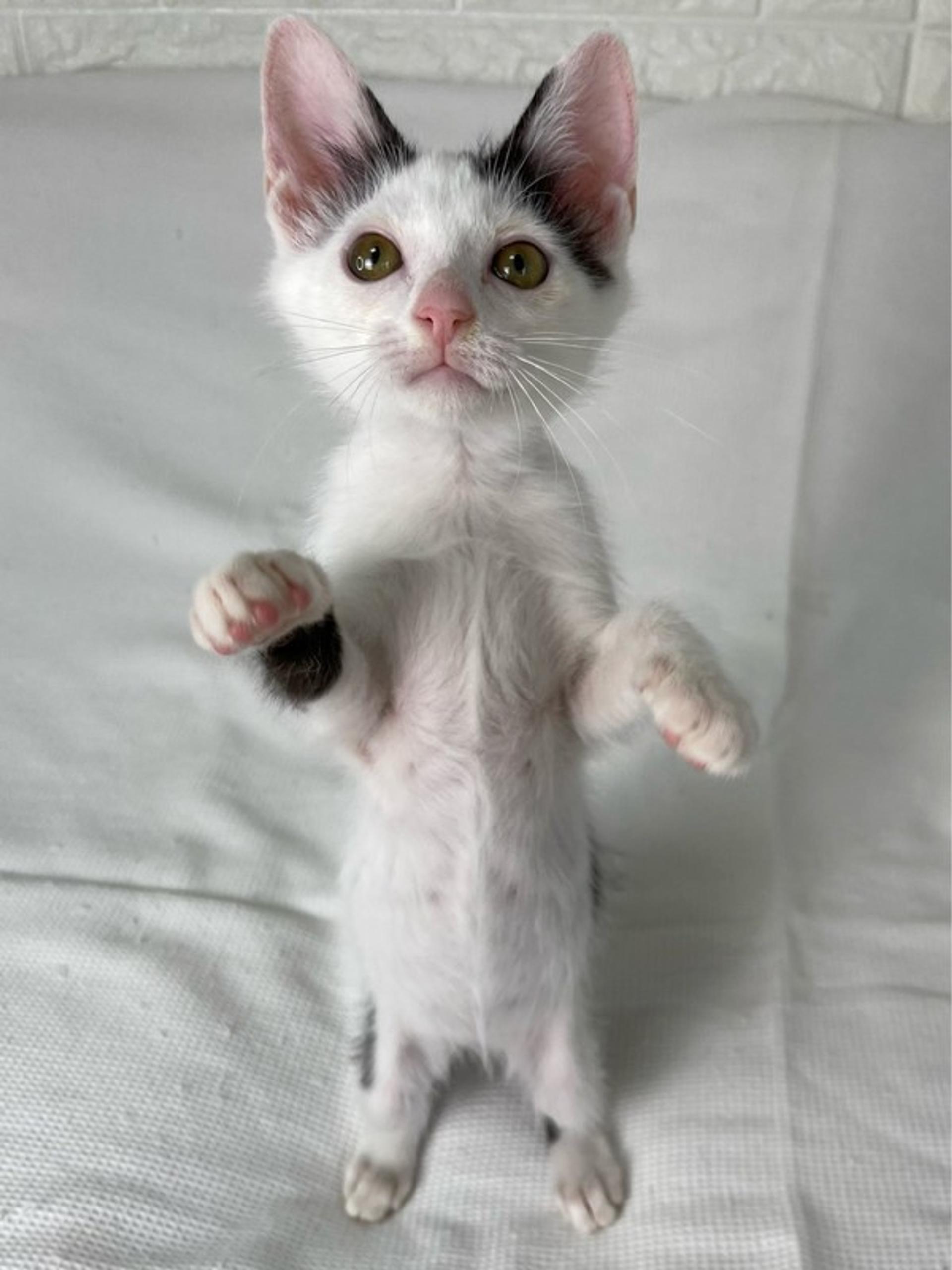 pet-image-4