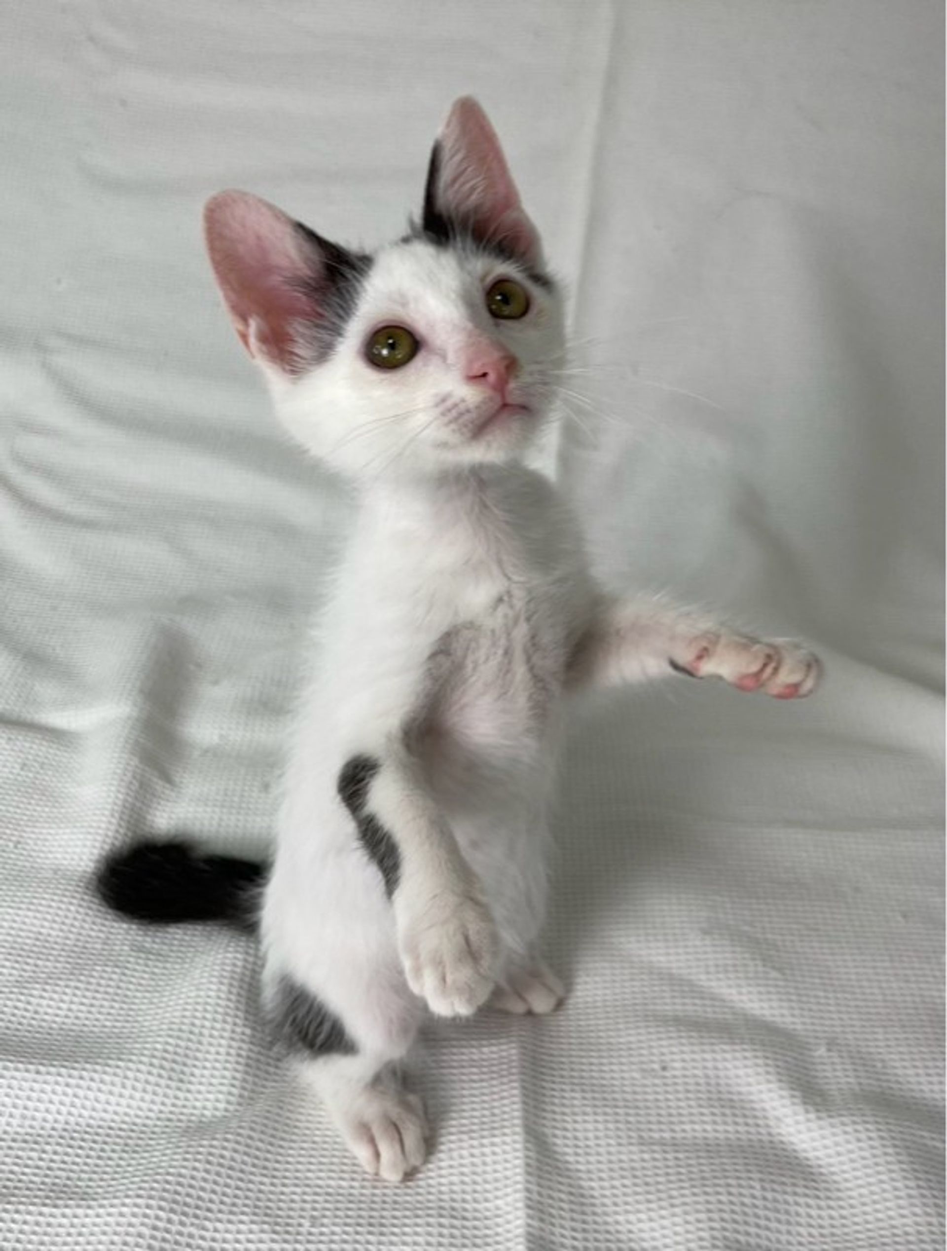 雑種（ミックス猫）・メスの里親募集の写真