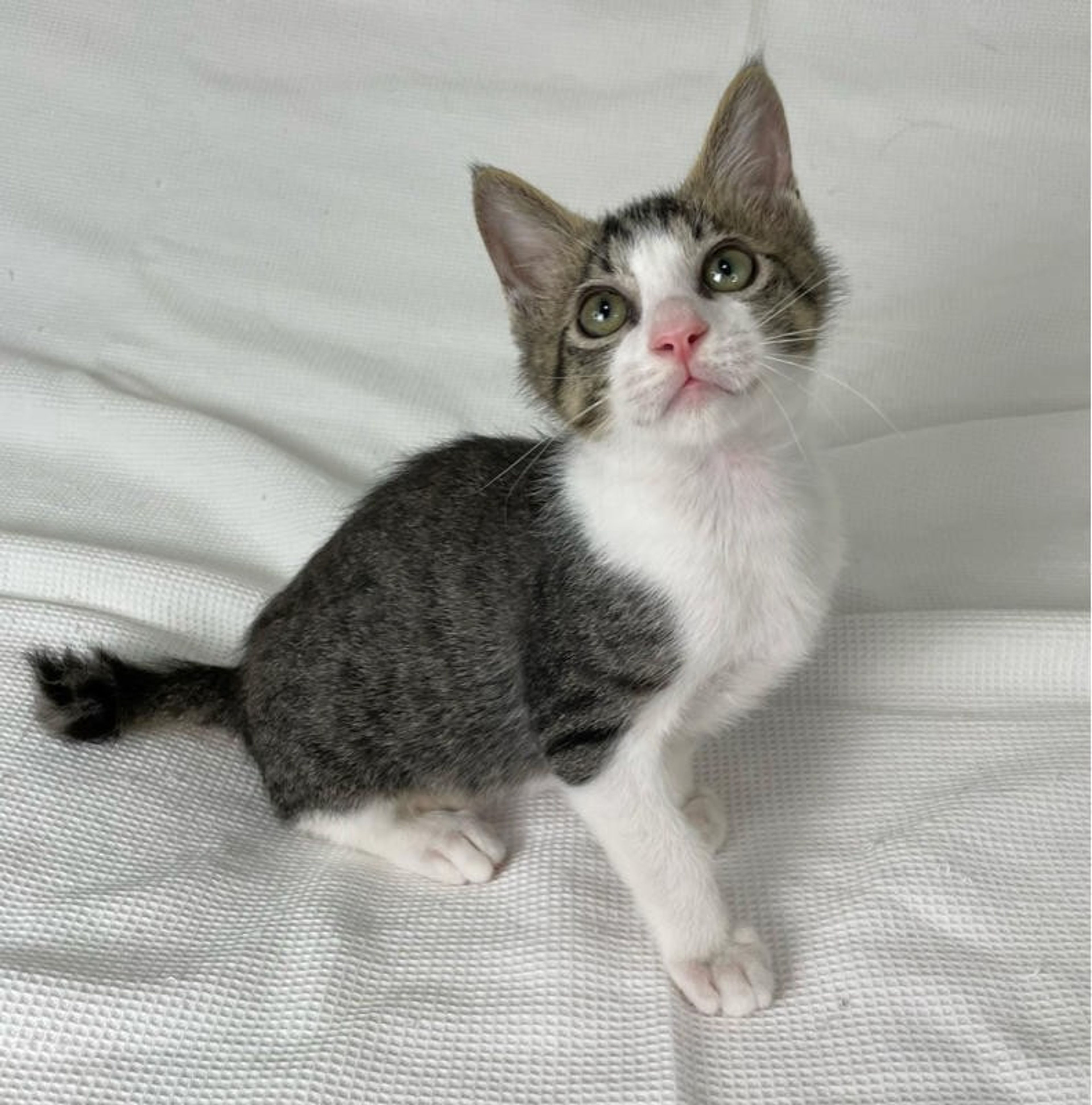 雑種（ミックス猫）・オスの里親募集の写真