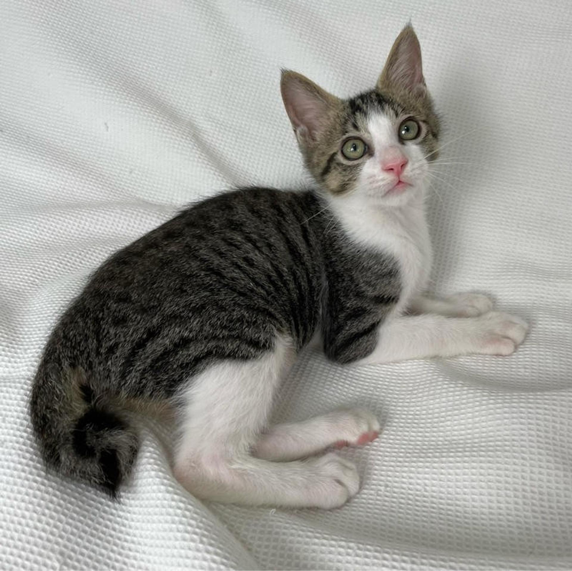 pet-image-4