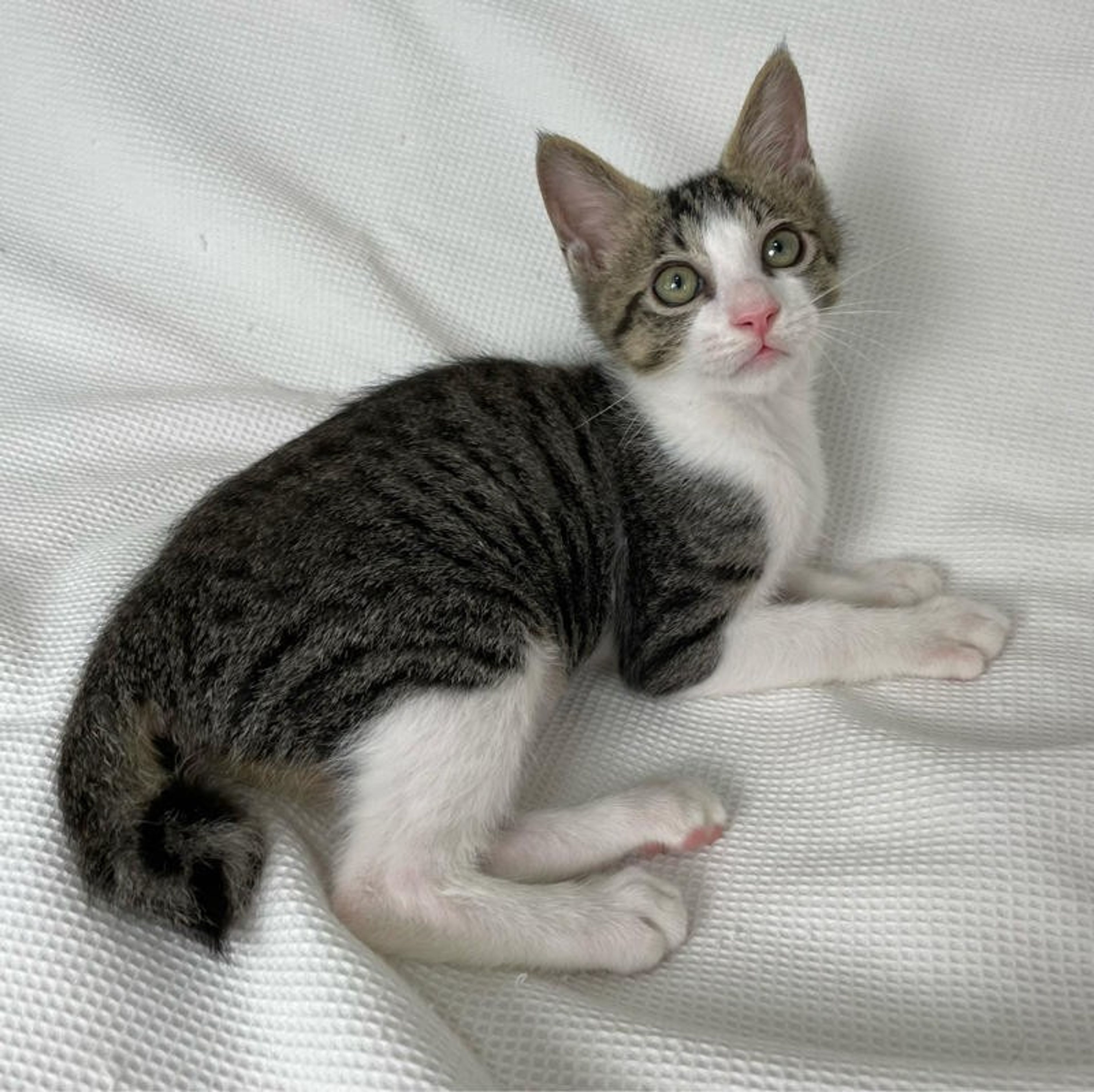 pet-image-4