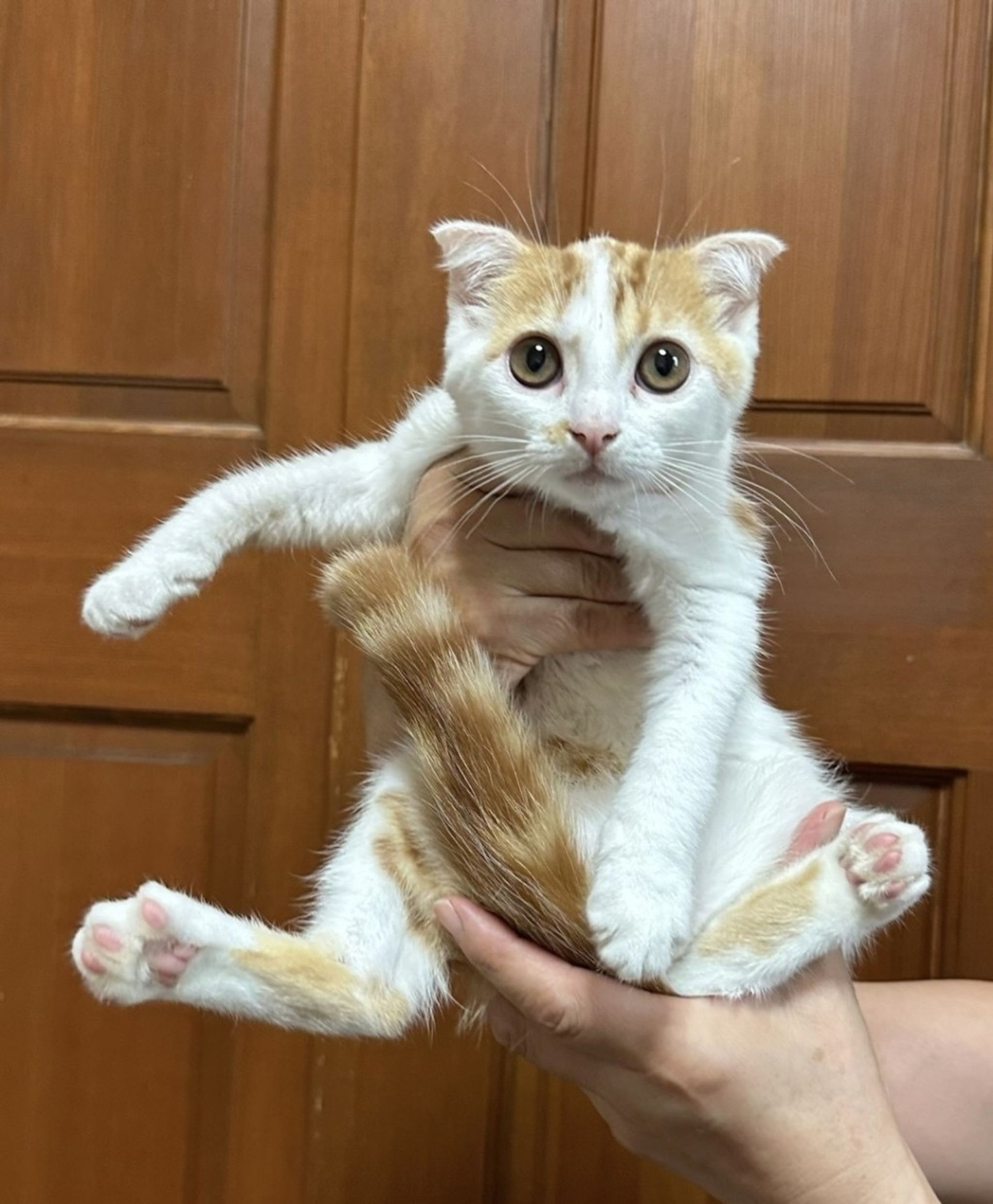 スコティッシュフォールド・メスの里親募集の写真