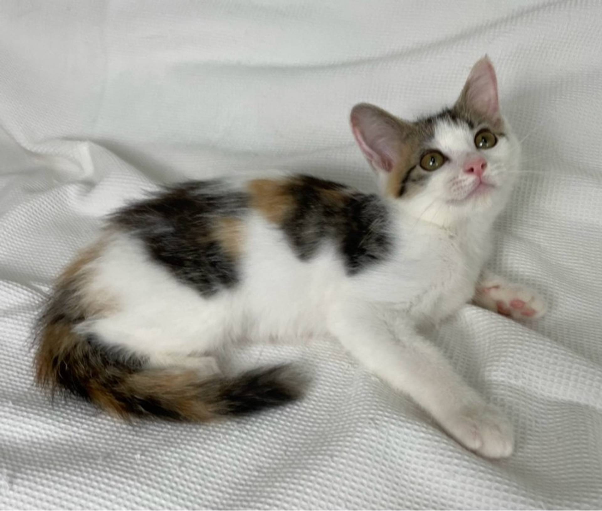 雑種（ミックス猫）・メスの里親募集の写真