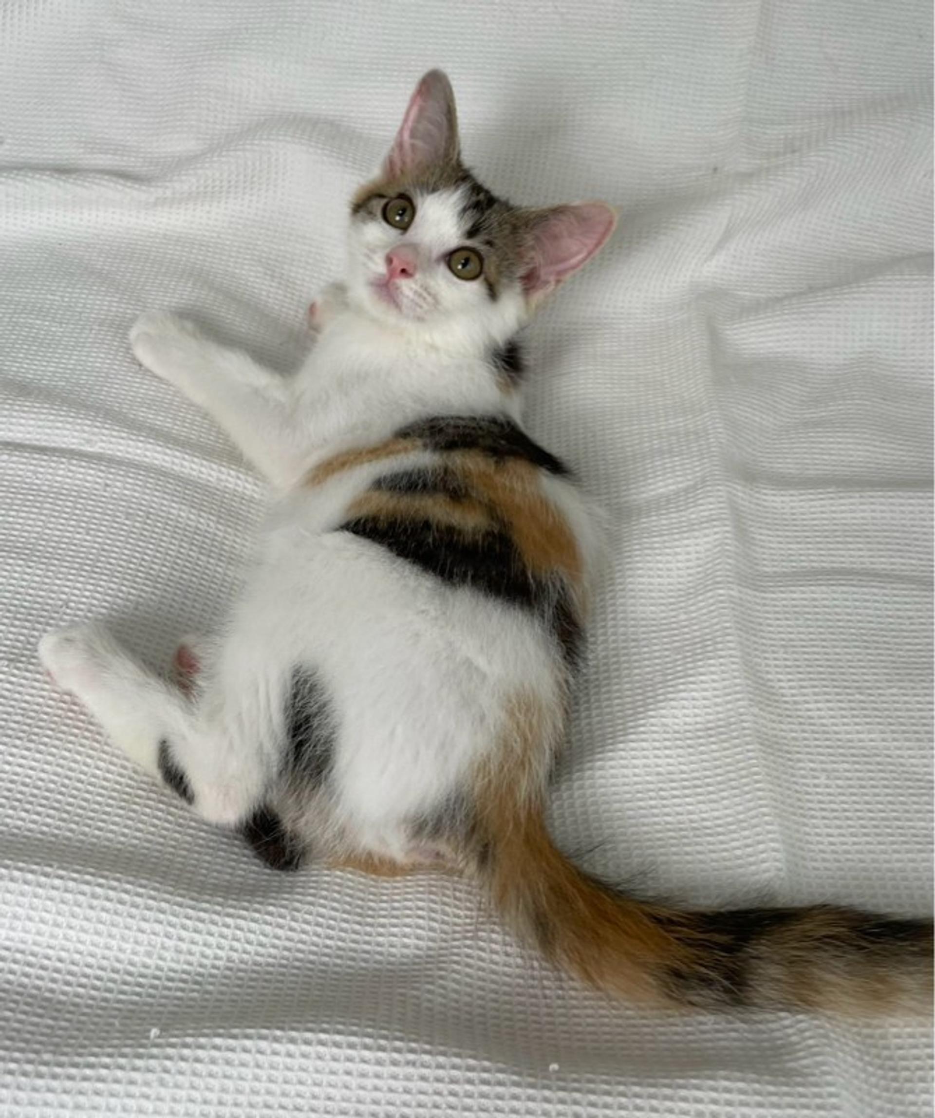 pet-image-2