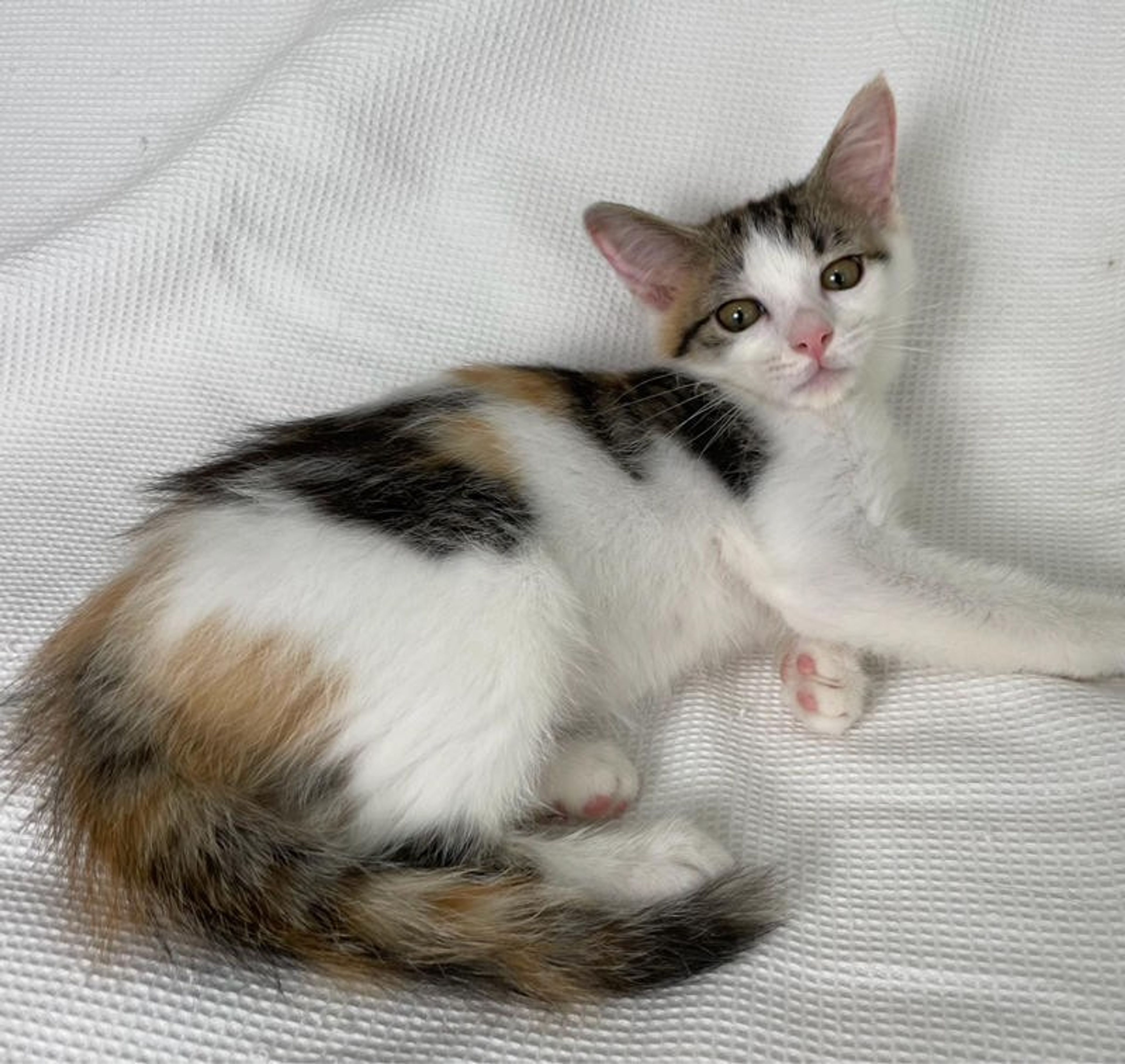 pet-image-3