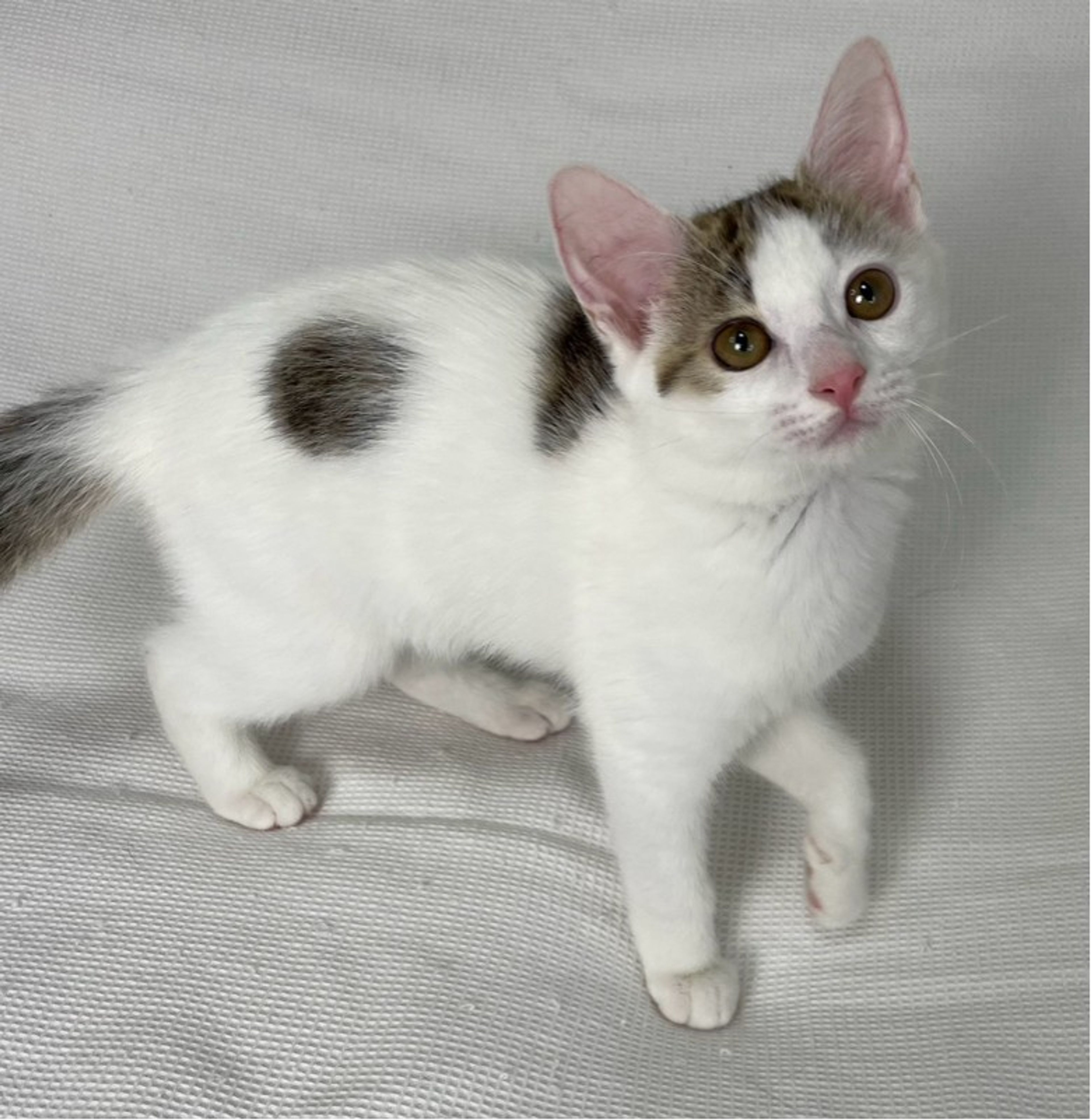 pet-image-2
