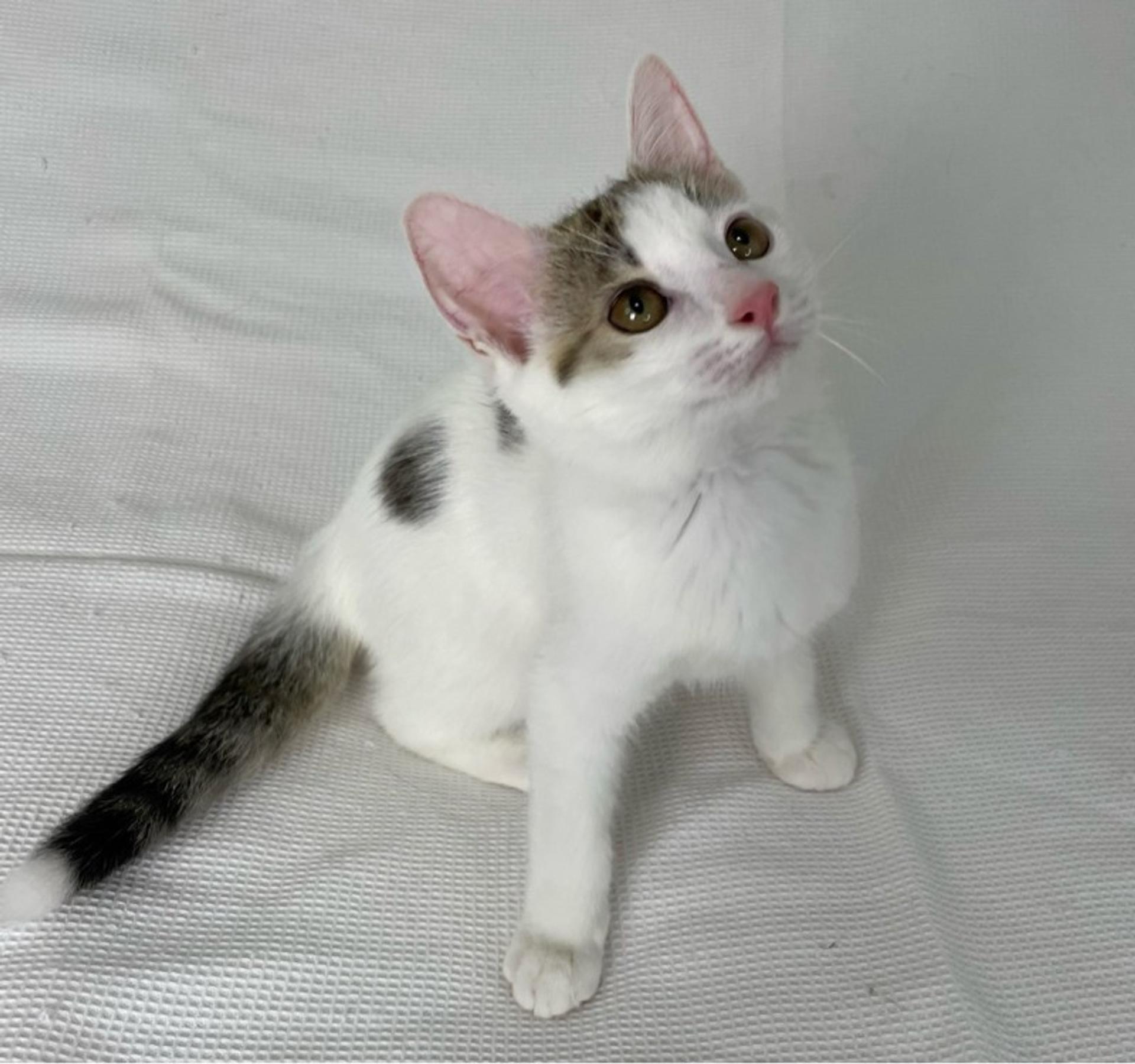 pet-image-3