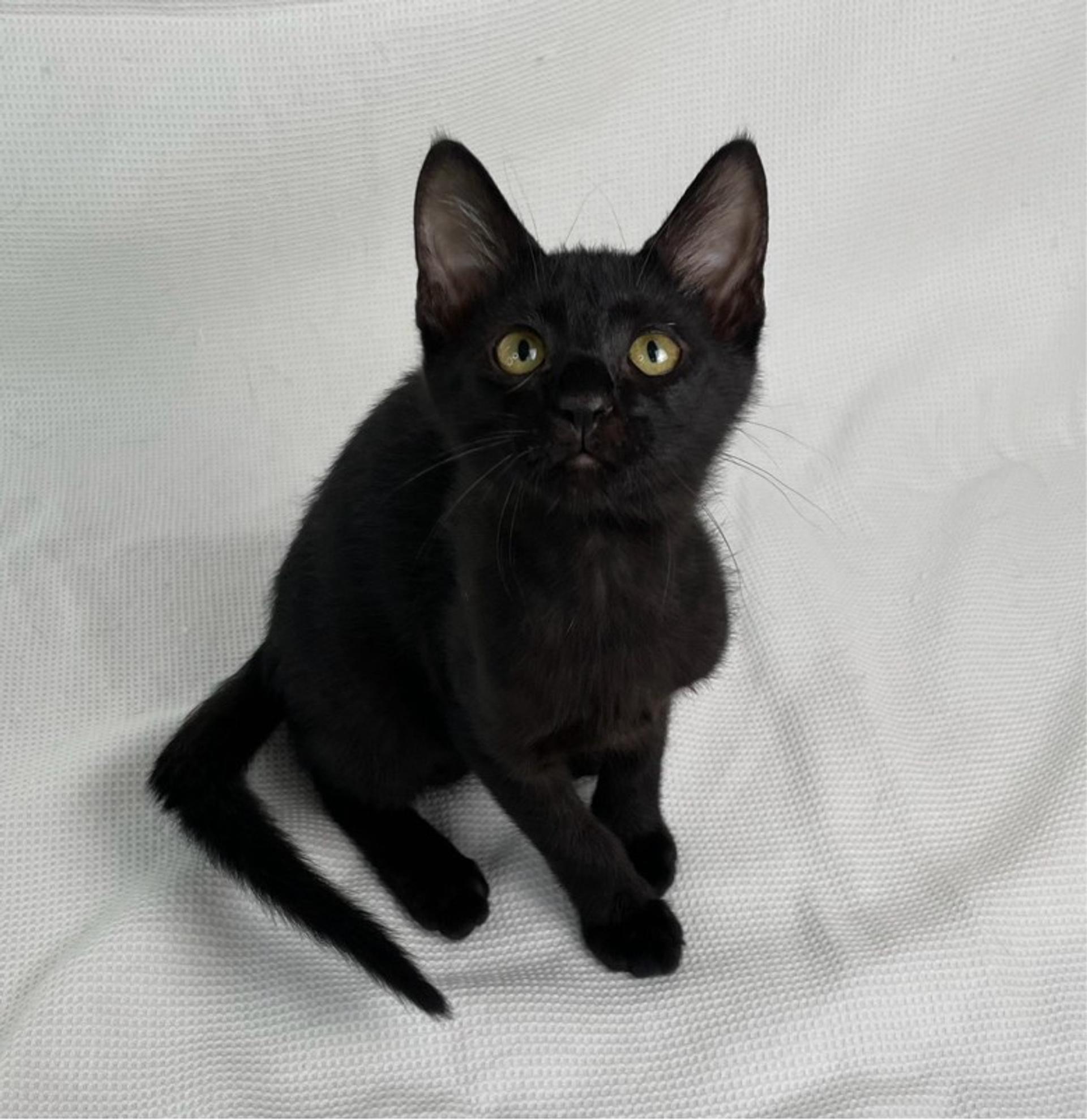 pet-image-3