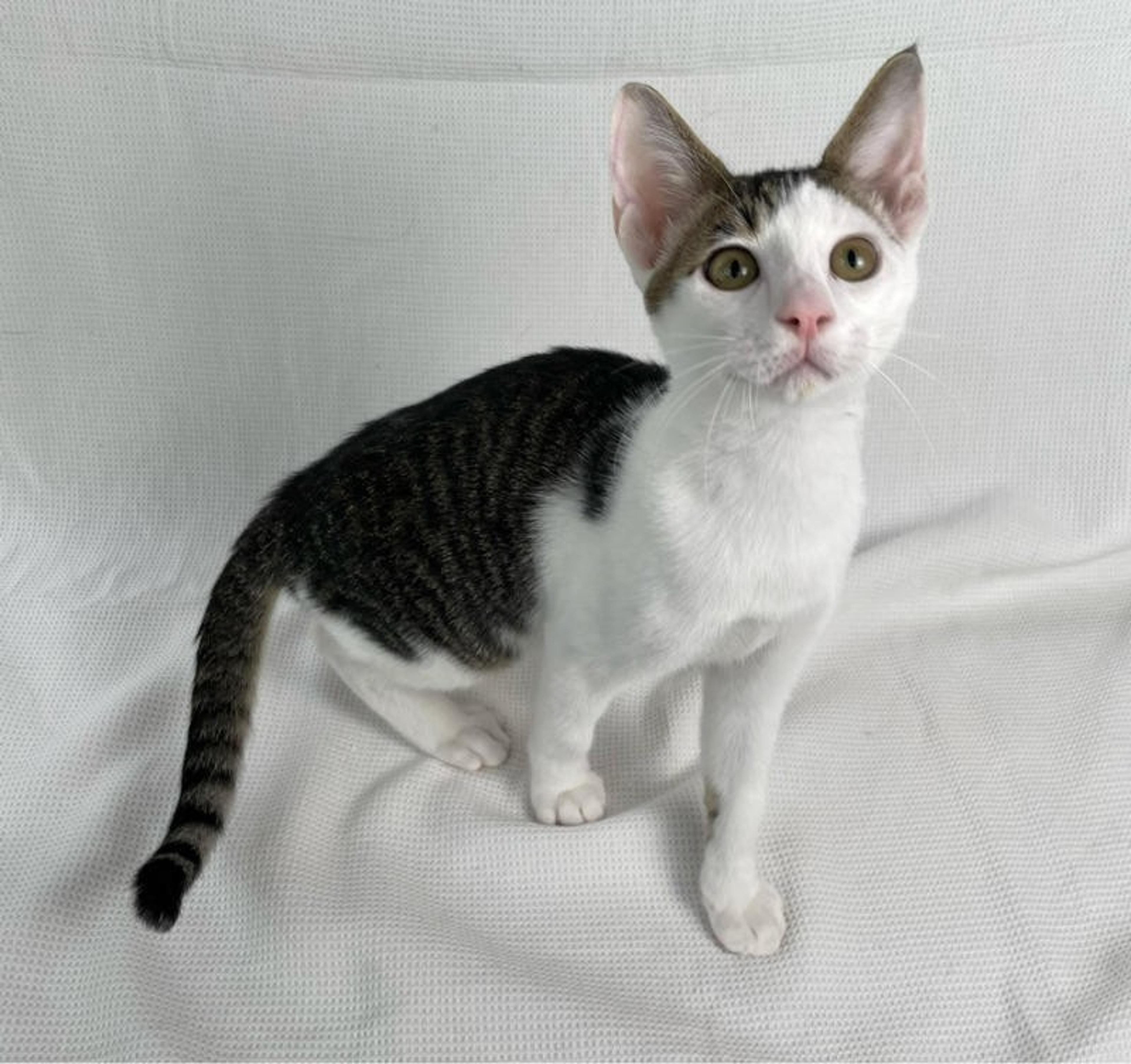 pet-image-4