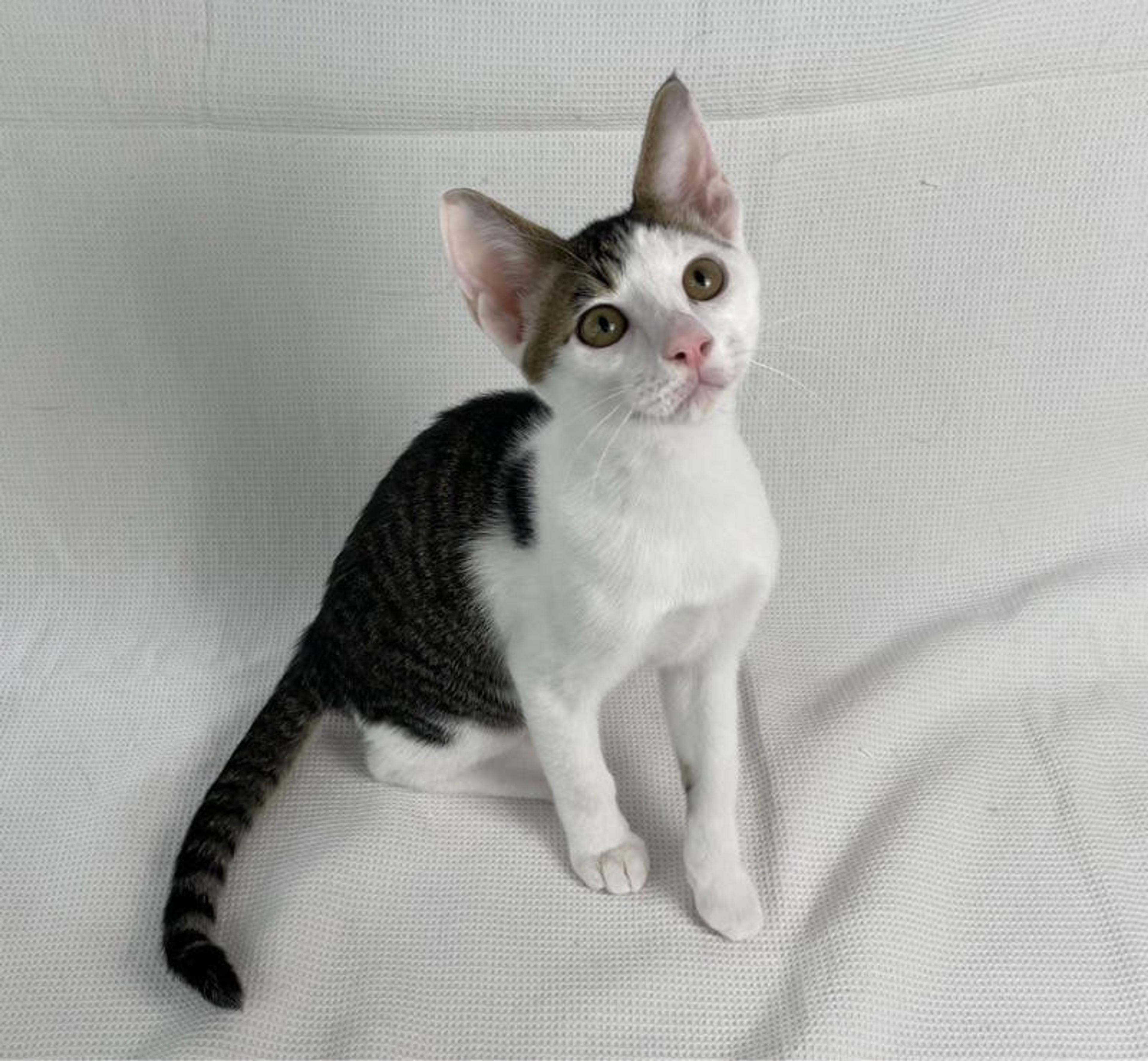 pet-image-5