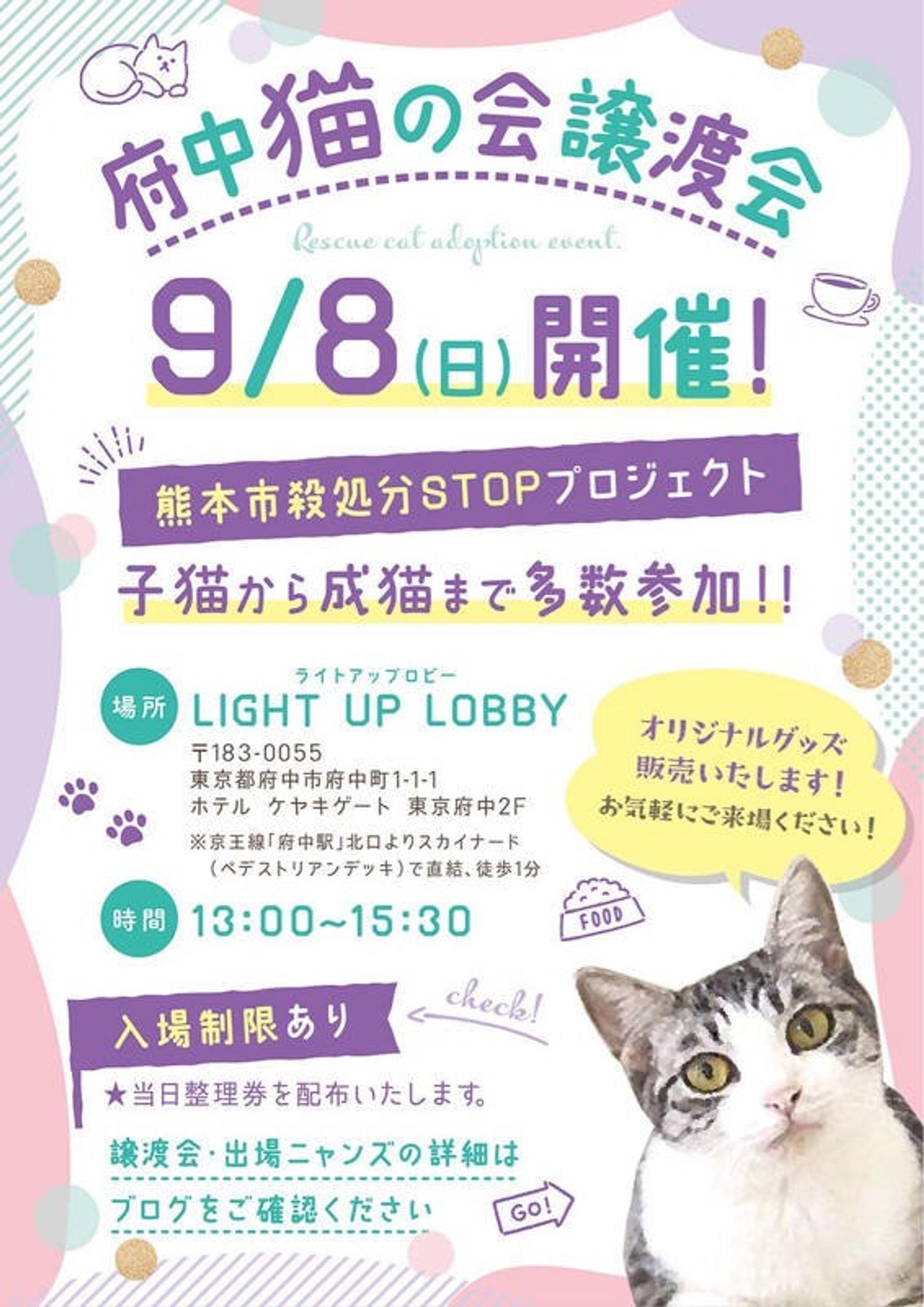 雑種（ミックス猫）・オスの里親募集の写真
